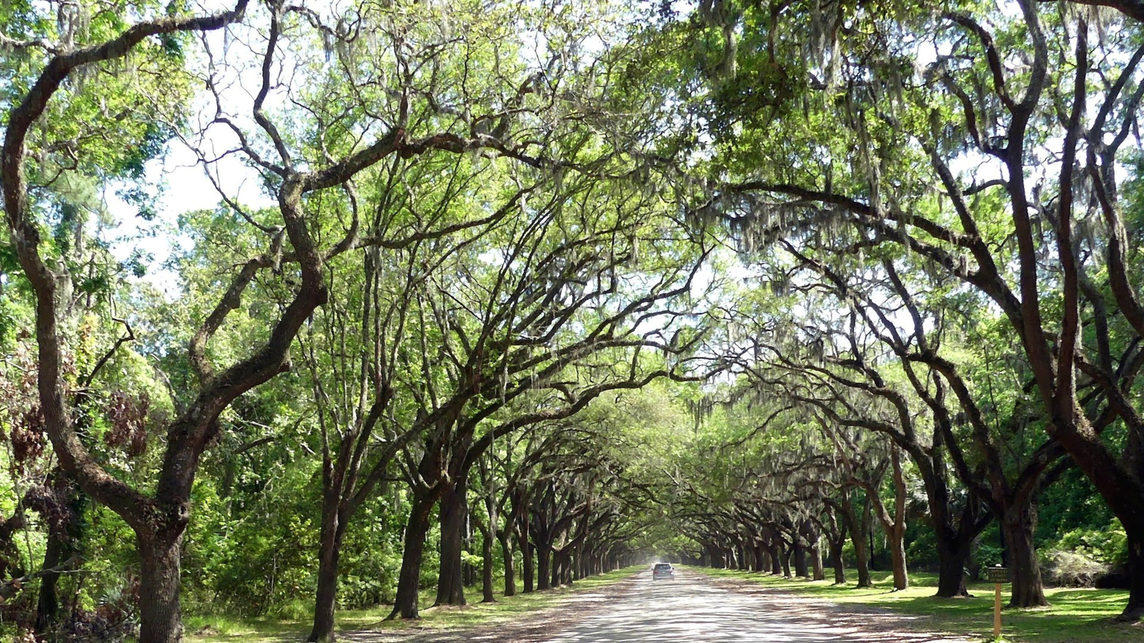 Southern live oaks (Quercus virginiana) line the drive at Wormsloe State Historic Site in Savannah. The Southern live oak is Georgia’s official state tree. CHARLES SEABROOK