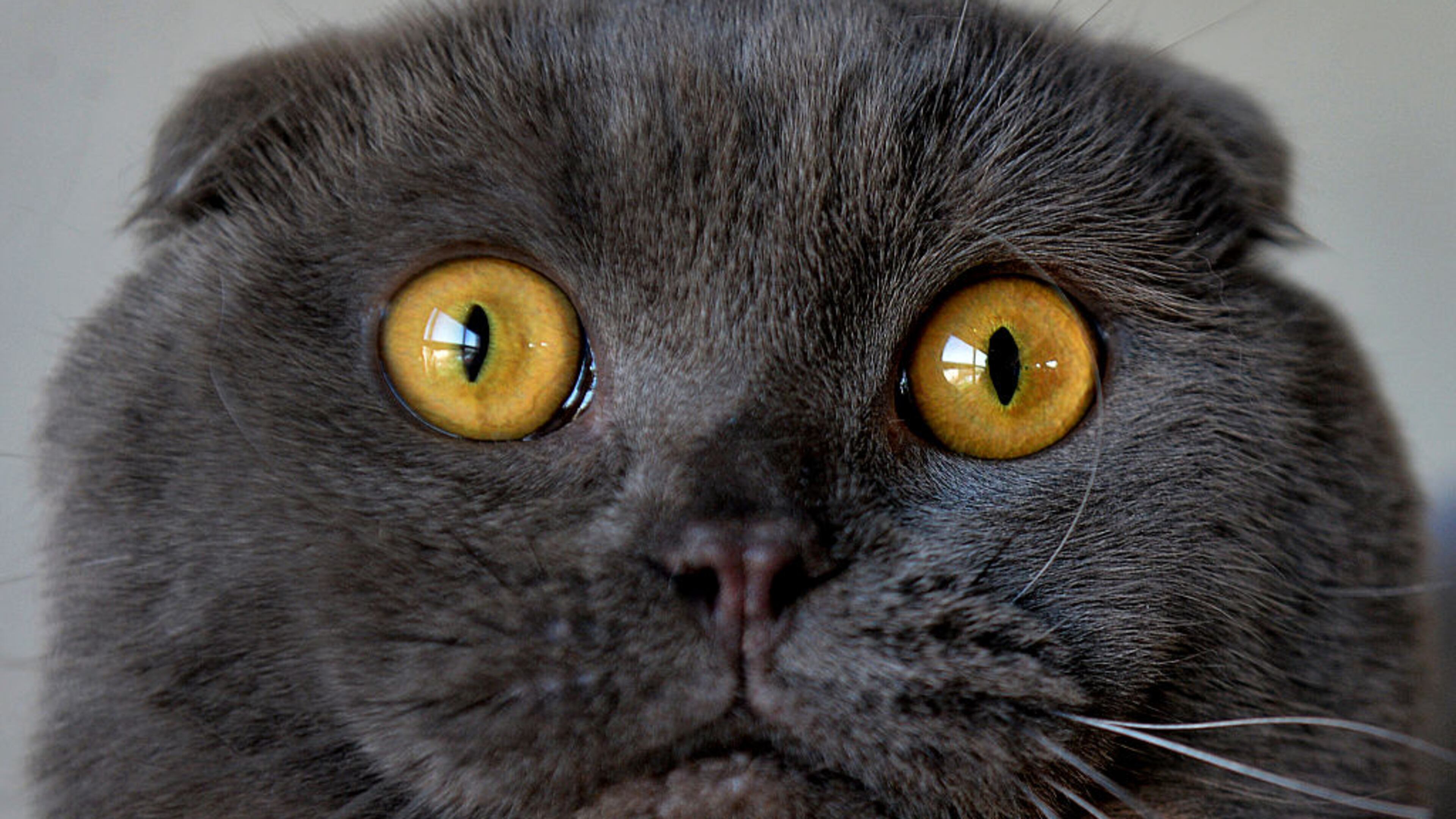 A cat similar to the one pictured above stole the show at the Miami Marlins home opener when it strolled around the outfield and perched on the base of a sculpture.