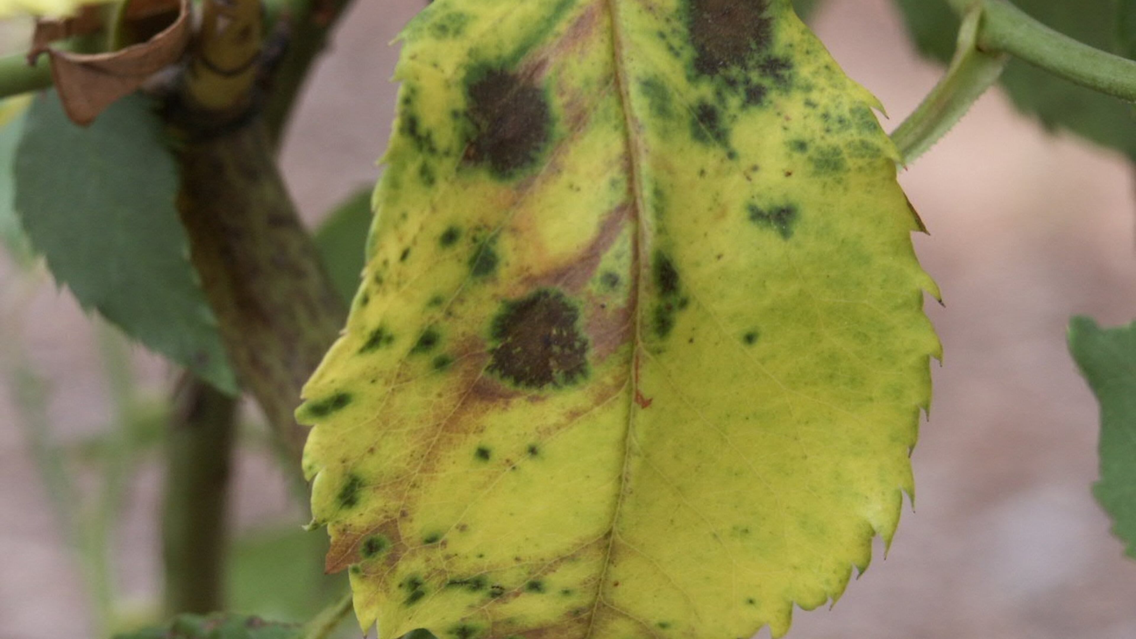 Black spot disease on roses results in yellow leaves with black spots. WALTER REEVES