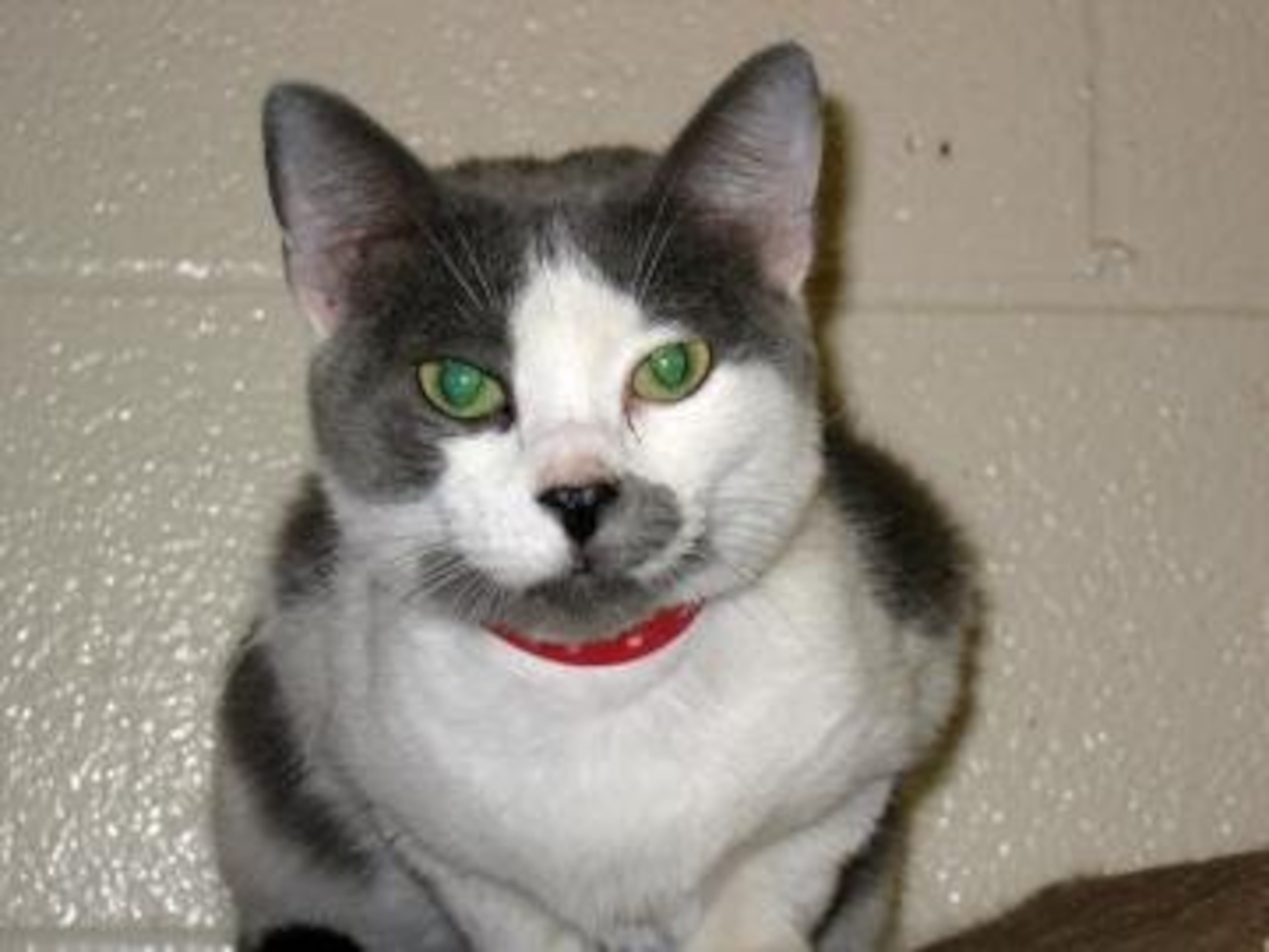 Kitty is a 1-ÿ½-year-old spayed female domestic shorthair. Her animal ID# is A05401002. Kitty is sweet girl looking for her forever home. Kitty loves to play and have fun. She is so special and unique, and would make the "purrfect" TV watching companion. Please give this sweet girl the opportunity to become your next feline friend.