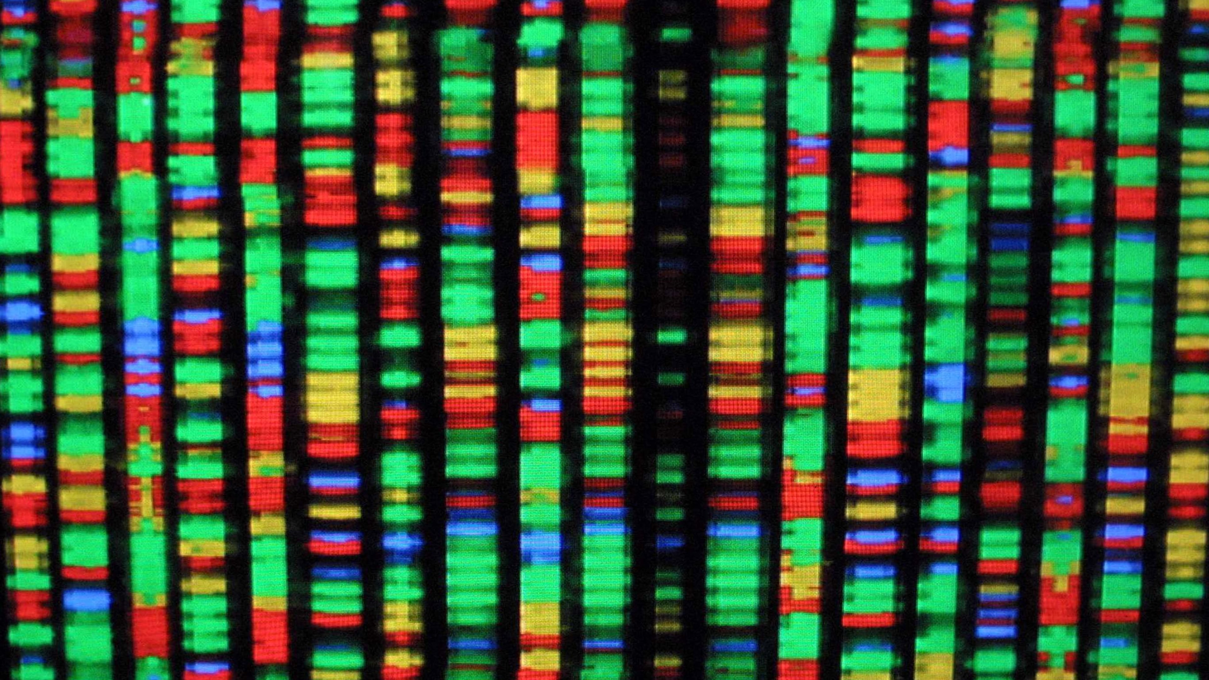 FILE PHOTO: A digital representation of the human genome.
