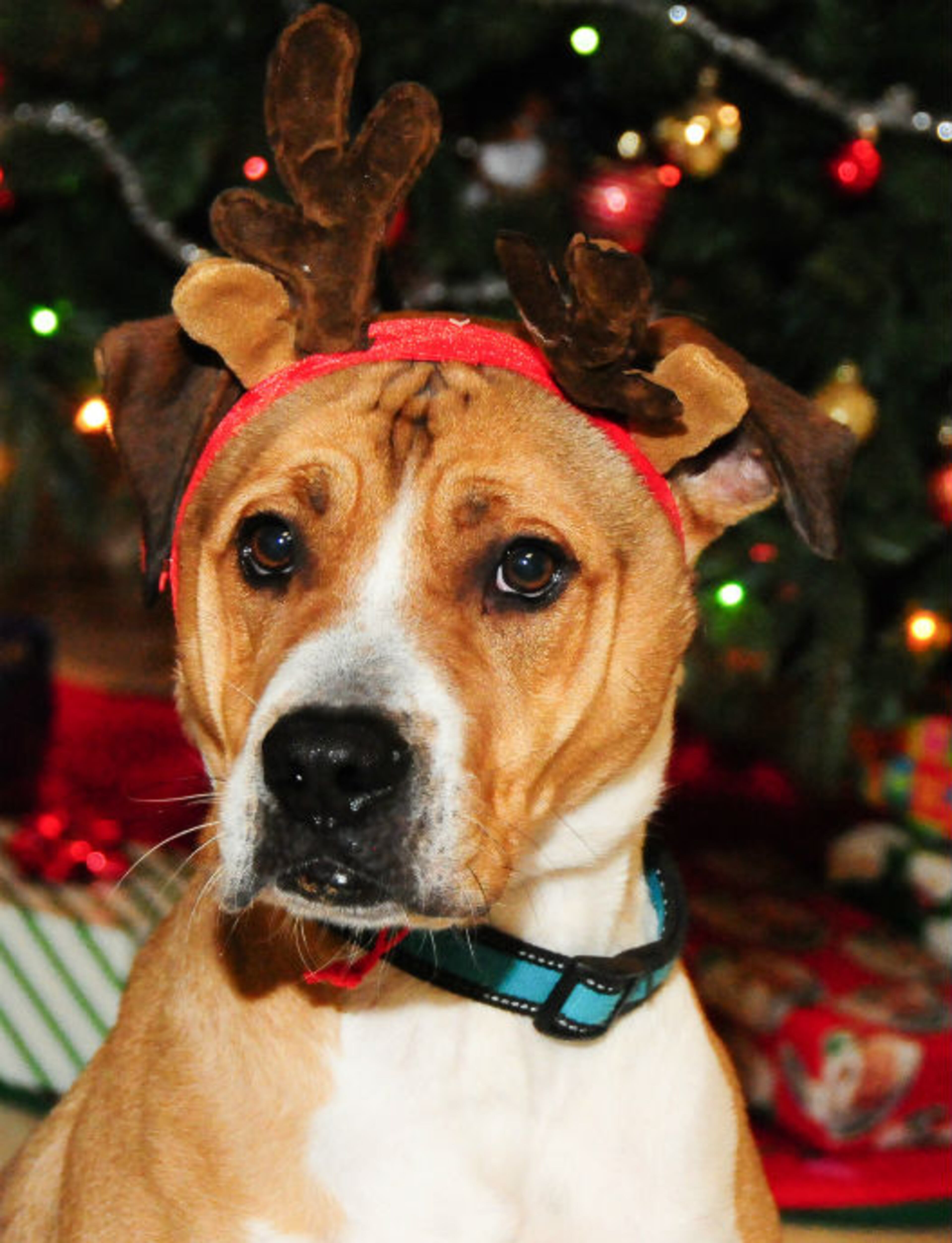Give an animal a loving home this holiday. Duke is available for adoption at the Mansell location of the Atlanta Humane Society. Atlanta Humane Society places approximately 8,000 animals into forever homes each year. For additional information, please email contact@atlantahumane.org.
