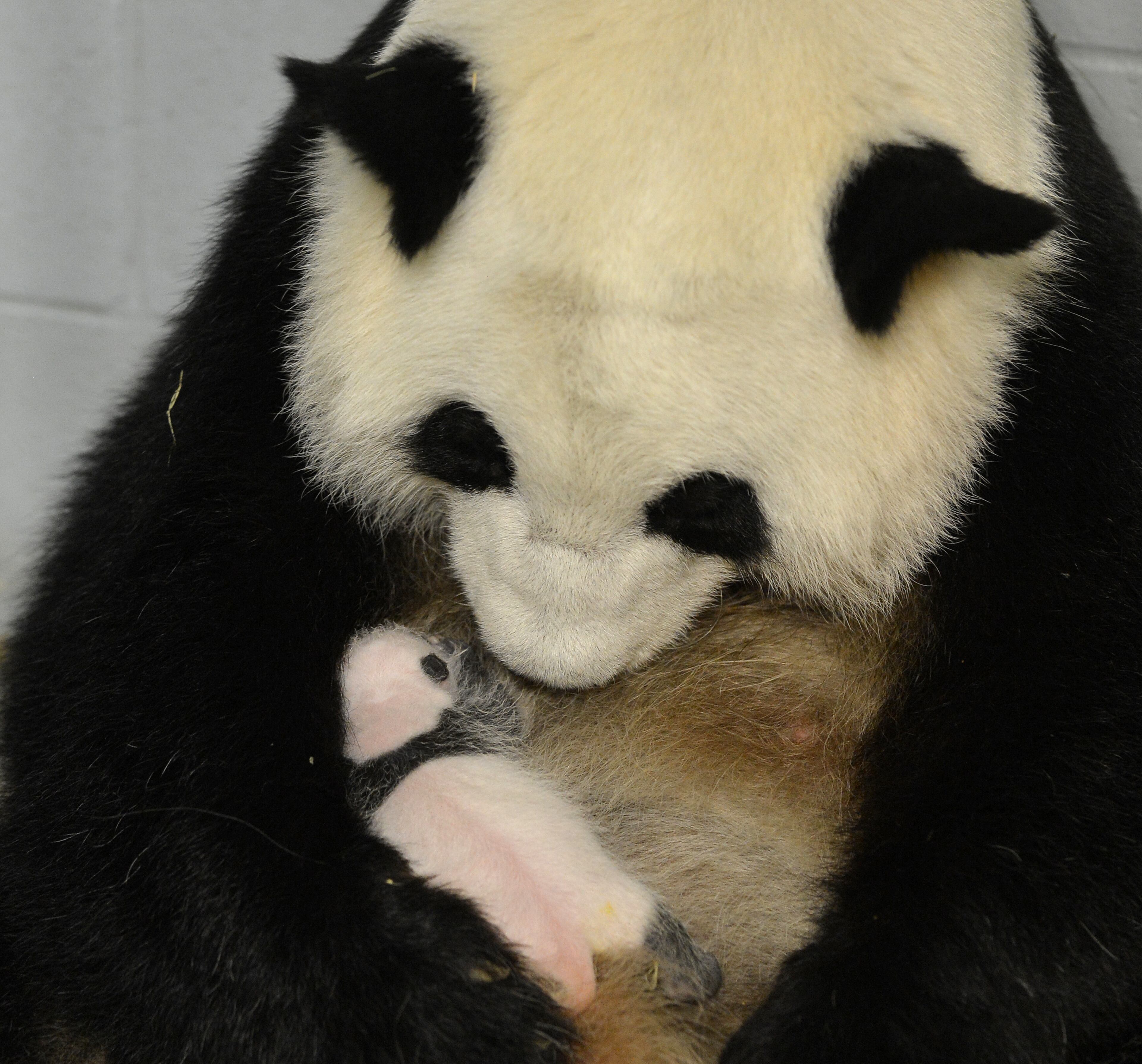 Lun Lun nurses one of her twin cubs at Zoo Atlanta Thursday morning August 8, 2013.
