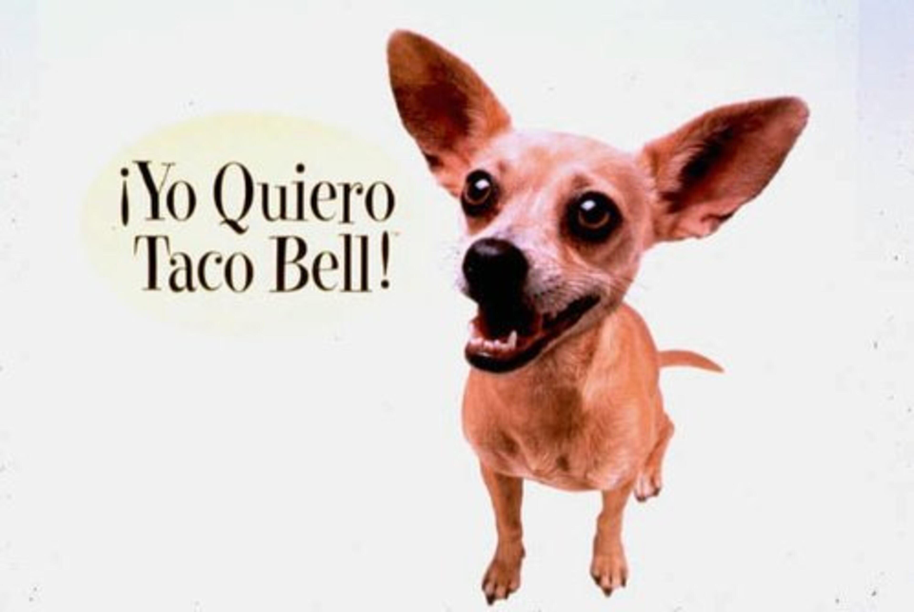 Gidget: c. 1994 - July 21 --- Gidget was the spunky Chihuahua who starred in a series of Taco Bell commercials and made famous the phrase ' Yo quiero Taco Bell!' The dog grew so popular that toy figures were produced, and 'Yo quiero (insert words)' became recognized words in pop culture. Gidget also promoted insurance alongside the GEICO gecko in a 2002 commercial and playing the mother of Reese Witherspoon's Chihuahua, Bruiser, in the sequel to 'Legally Blonde'. Gidget died from a stroke.