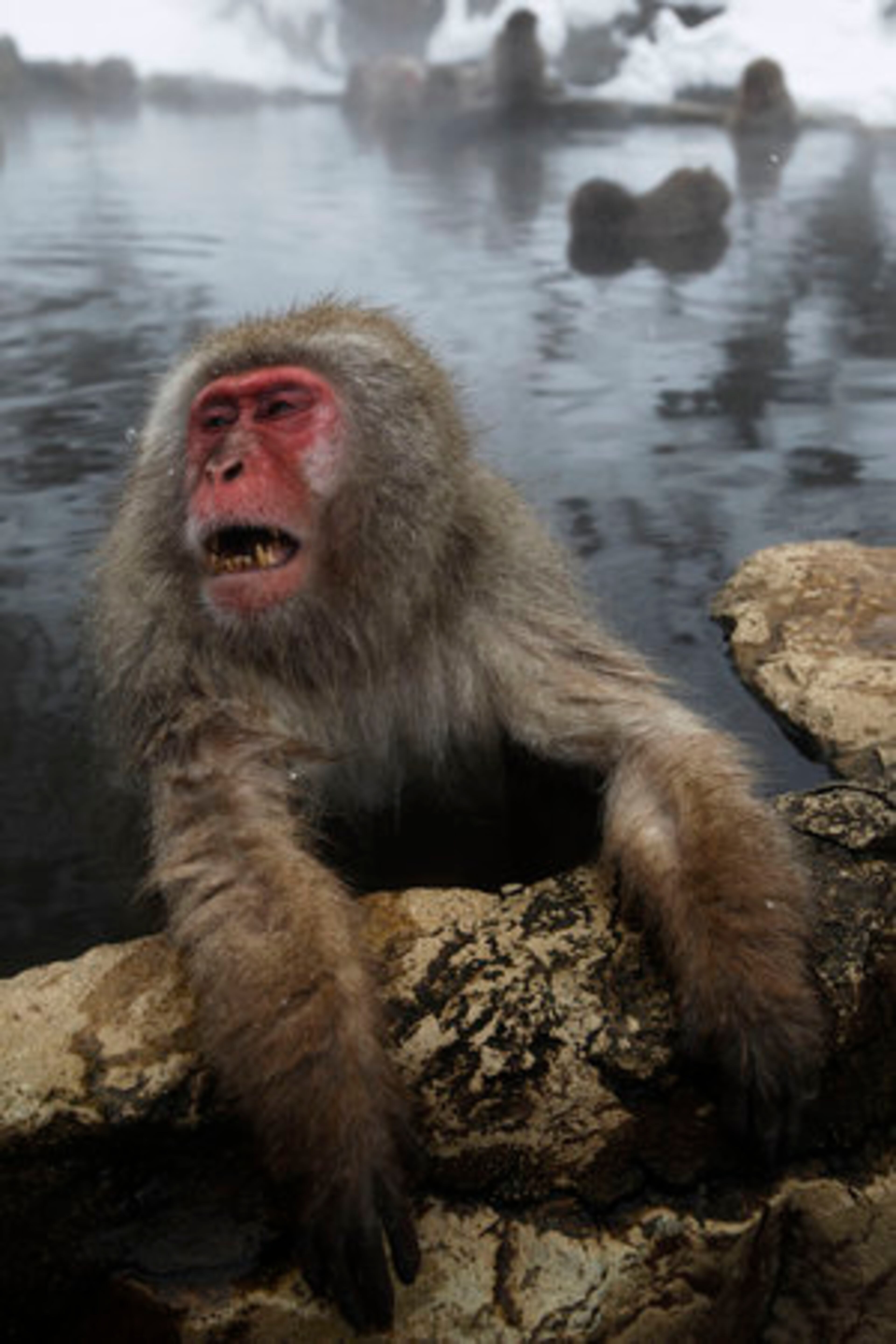 A Japanese macaque bathes in the hot spring of Jigokudani Monkey Park in the mountains of Yamanouchi town, Nagano, central Japan, Thursday, Jan. 27, 2011. About 160 macaques, known as "snow monkeys" inhabit the park.