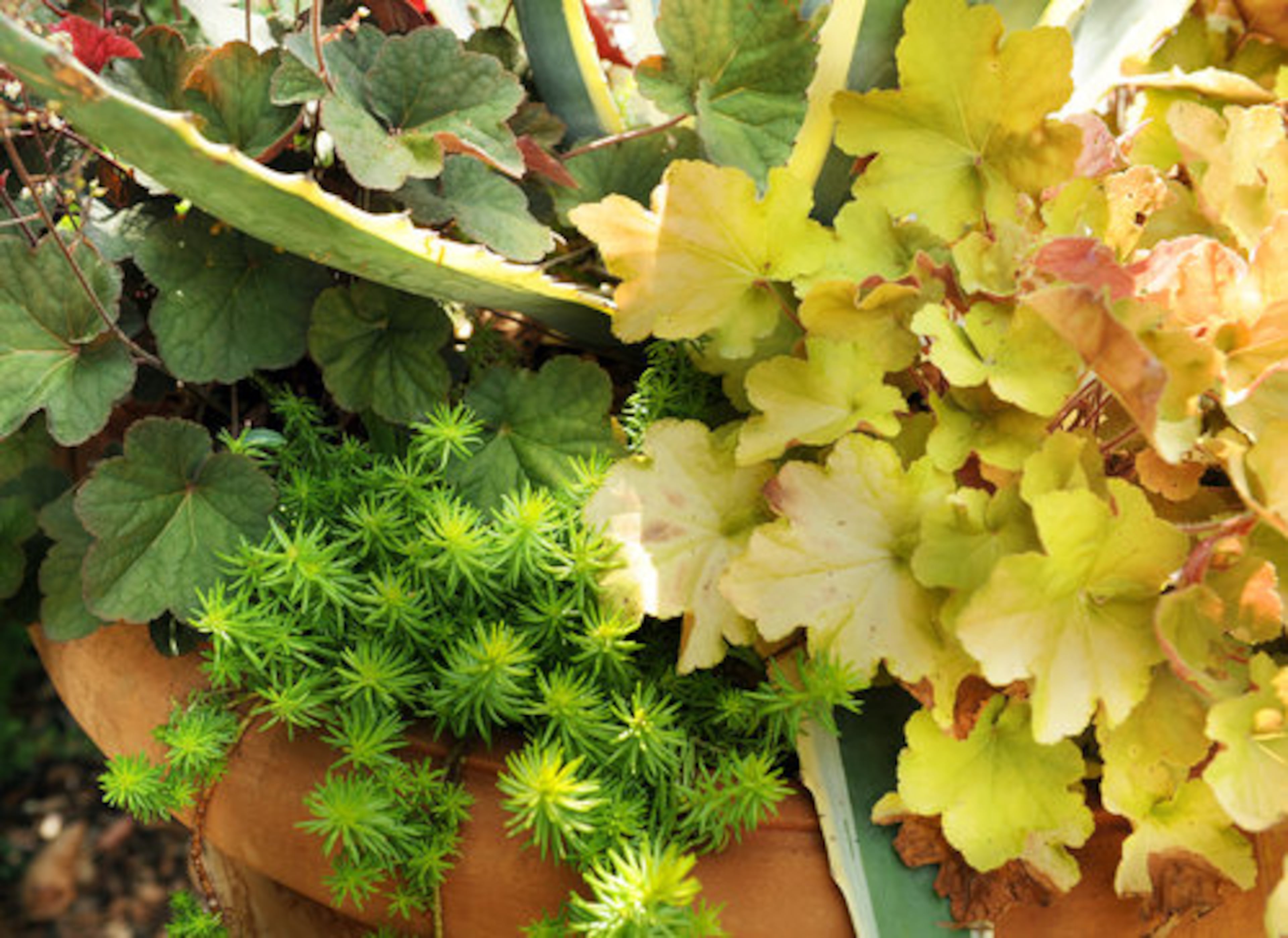 Container plants are filled with foliage in bright, differing colors and textures.