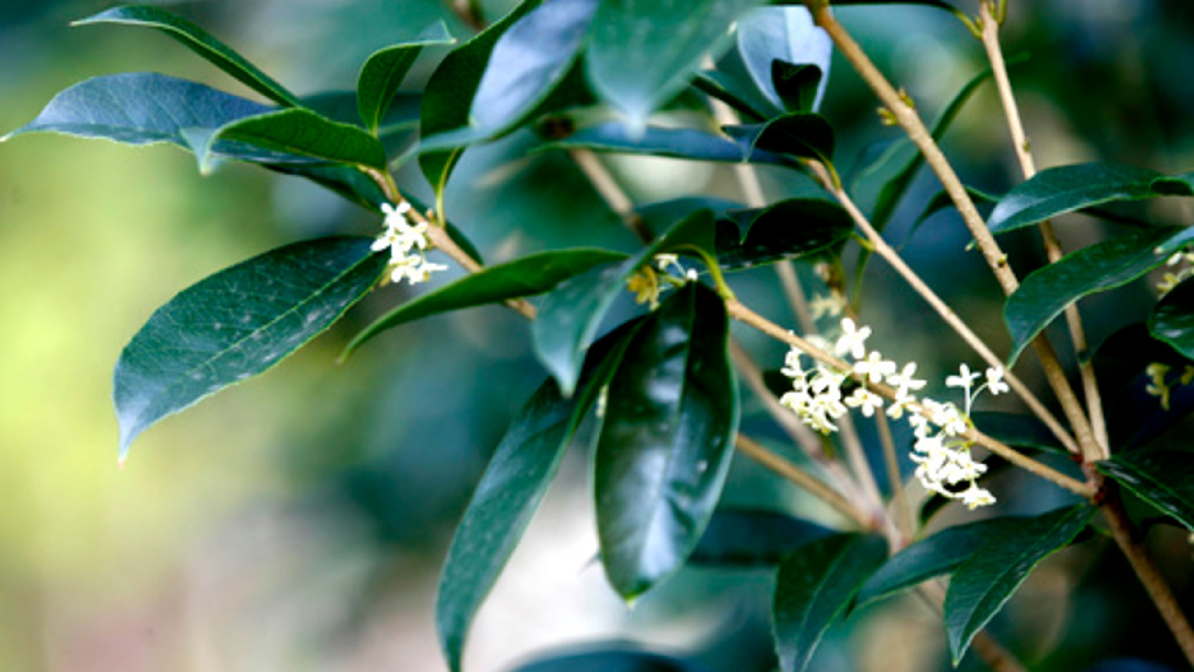If a plant such as tea olive has been damaged by cold weather, there's still hope if you follow Walter Reeves' advice. (Jenni Girtman / AJC file photo)