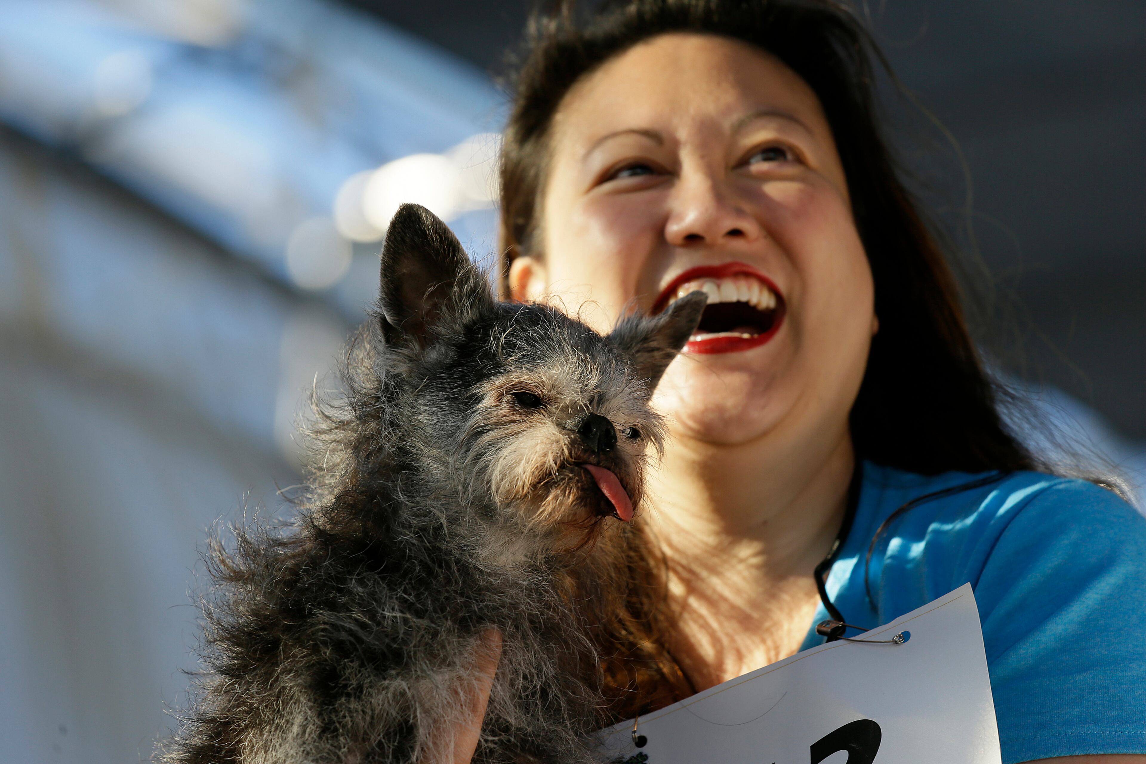 Miriam Cheng of Santa Rosa, Calif., holds up Moe, a Brussel Griffon Pug, who took finished second during the World's Ugliest Dog Contest at the Sonoma-Marin Fair Friday, June 23, 2017, in Petaluma, Calif. (AP Photo/Eric Risberg)