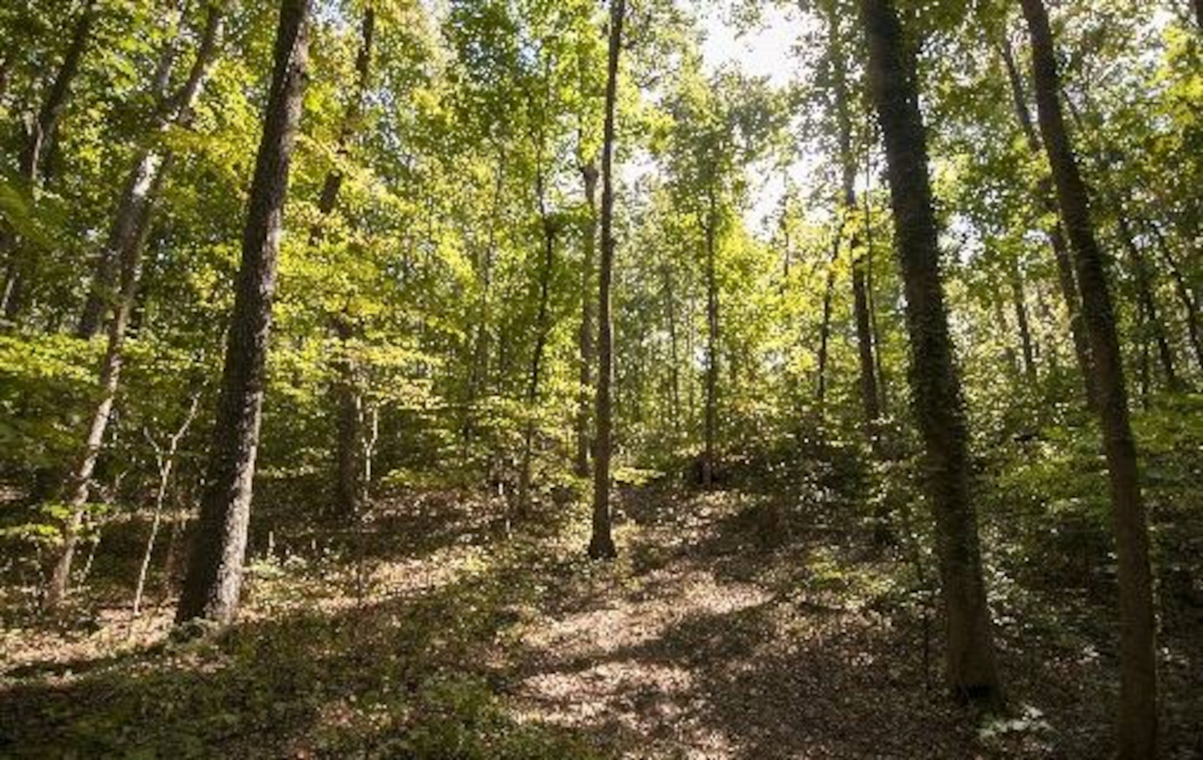 Wylene Tritt’s property spans a quarter mile deep into the woods in Marietta, Georgia, on Monday, October 3, 2016. Tritt is trying to sell her land to Cobb County as a historic park so it can be enjoyed by future generations. (DAVID BARNES / DAVID.BARNES@AJC.COM)