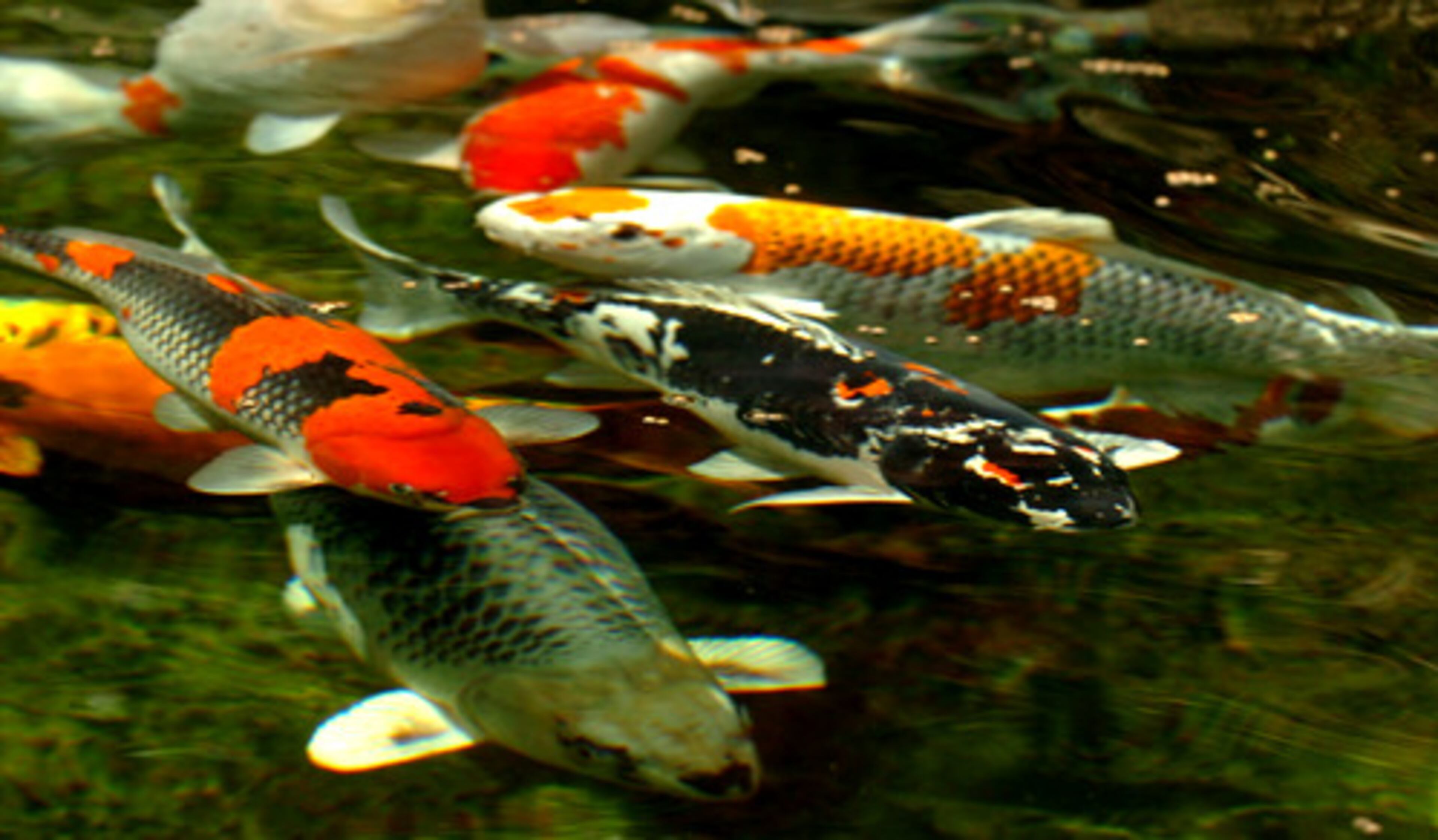 The annual auction allows members to sell their koi, enabling them to go to good homes where they will be well cared for. This event is another way that the club can educate people about the hobby and promote its membership.