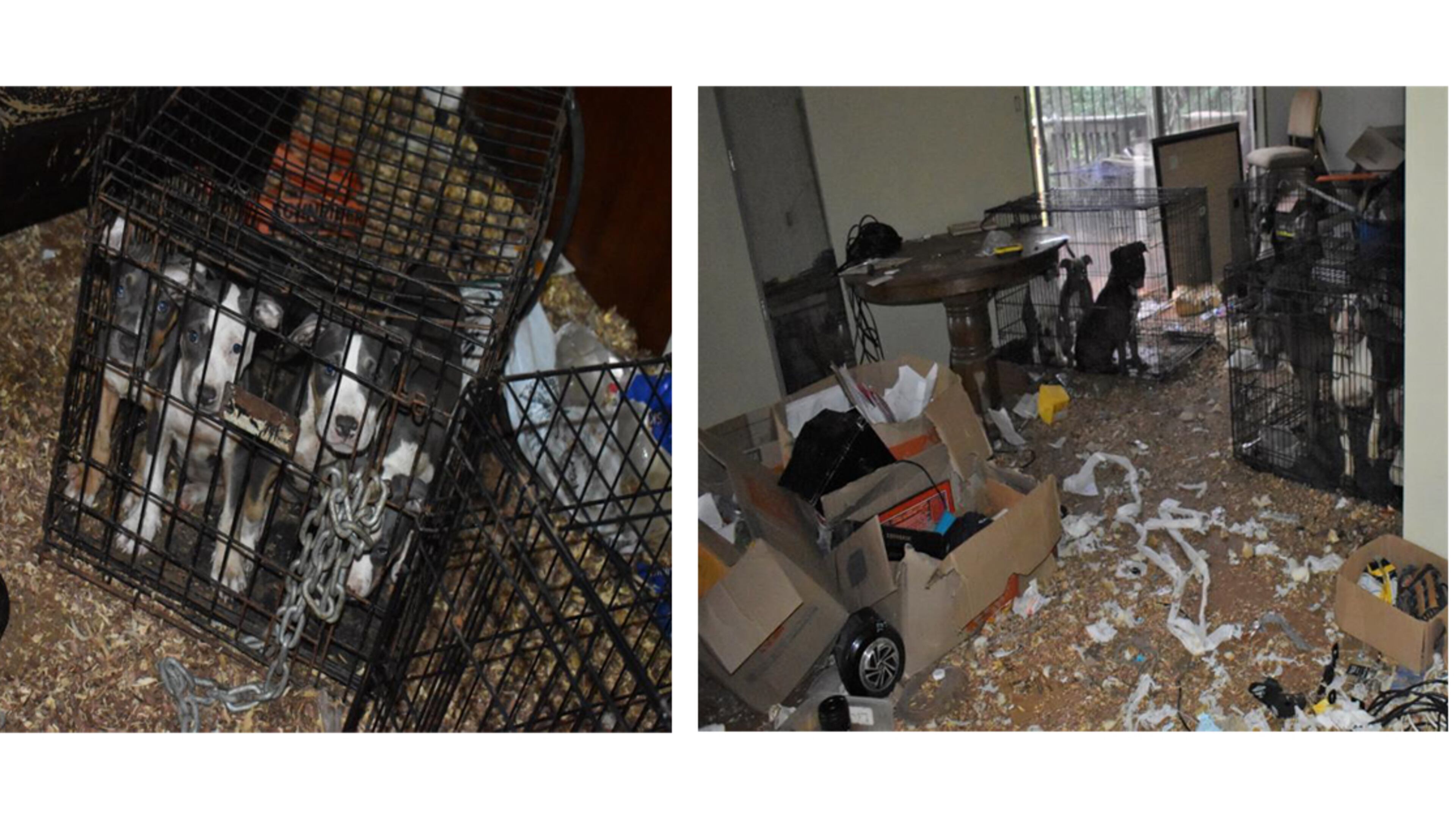 Griffin police arrested 63-year-old Christopher Cromarte on multiple counts of aggravated cruelty to animals after they say he kept 16 dogs in such terrible conditions that the home might have to be demolished.