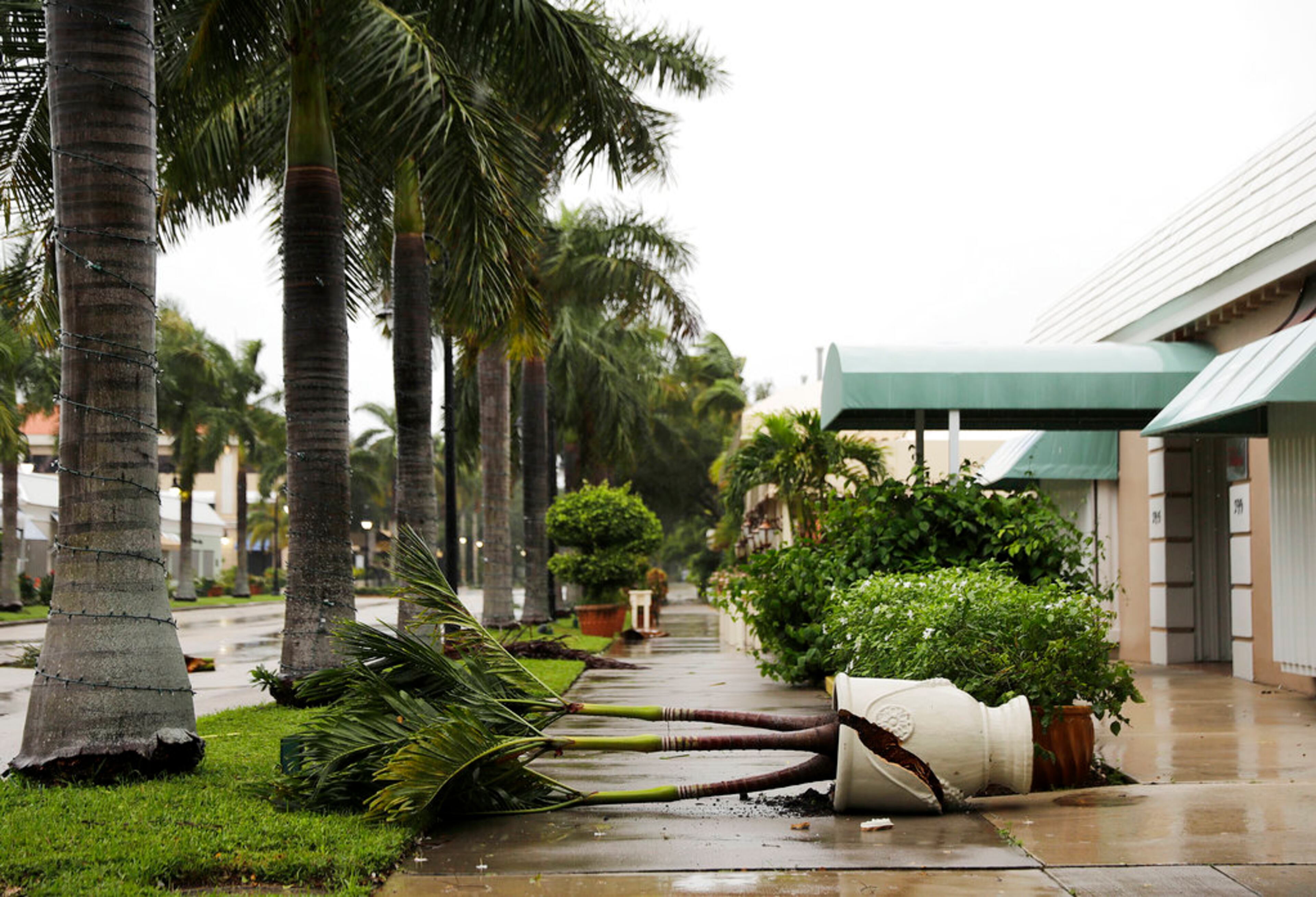 A planter is blown over from the effects of Hurricane Irma outside a business in Naples, Fla., Sunday, Sept. 10, 2017. (AP Photo/David Goldman)