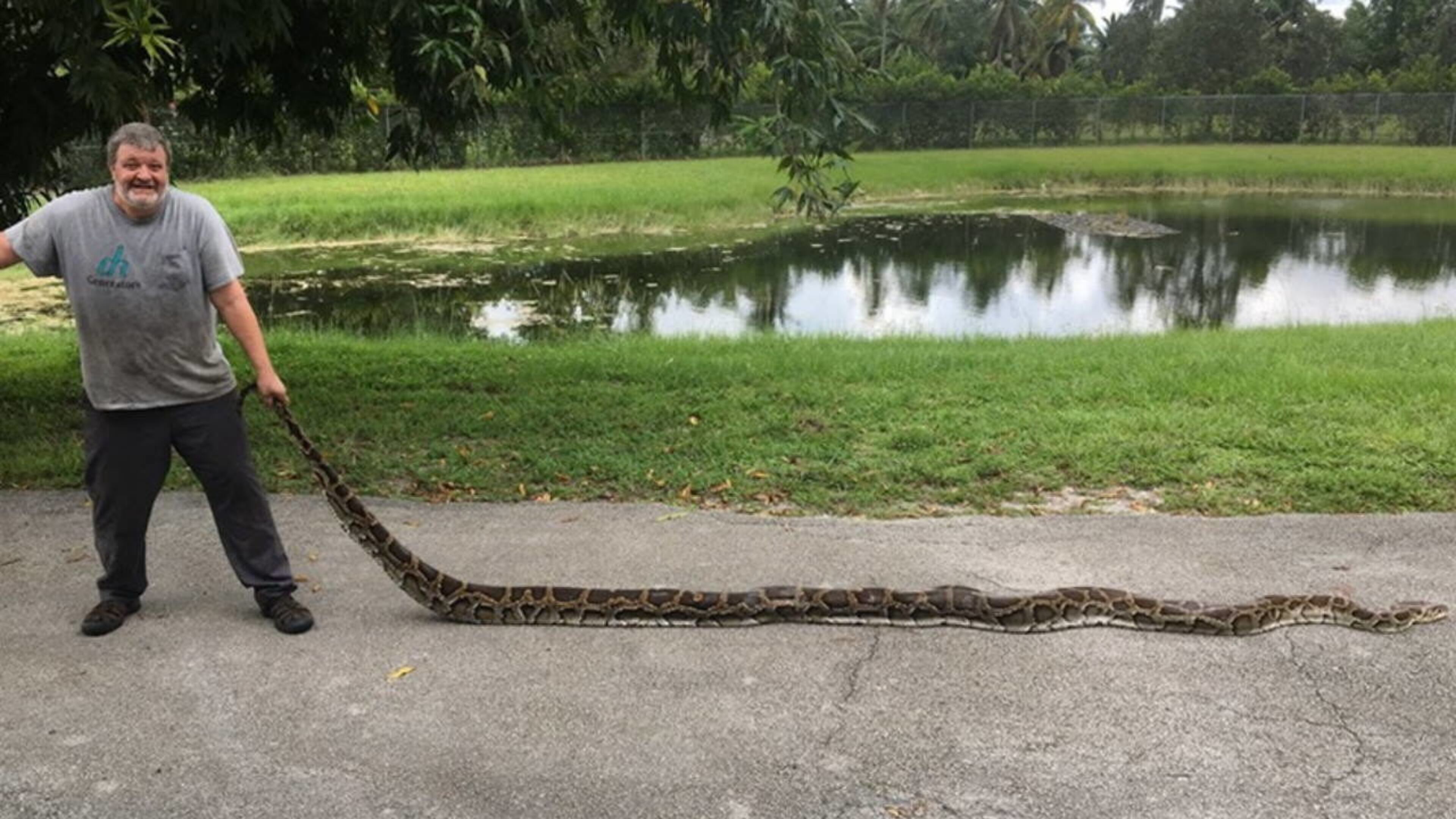 George Perkins showed up at the Davie office of the Florida Fish and Wildlife Conservation Commission with a python that was the same length as one caught Friday in the Everglades.