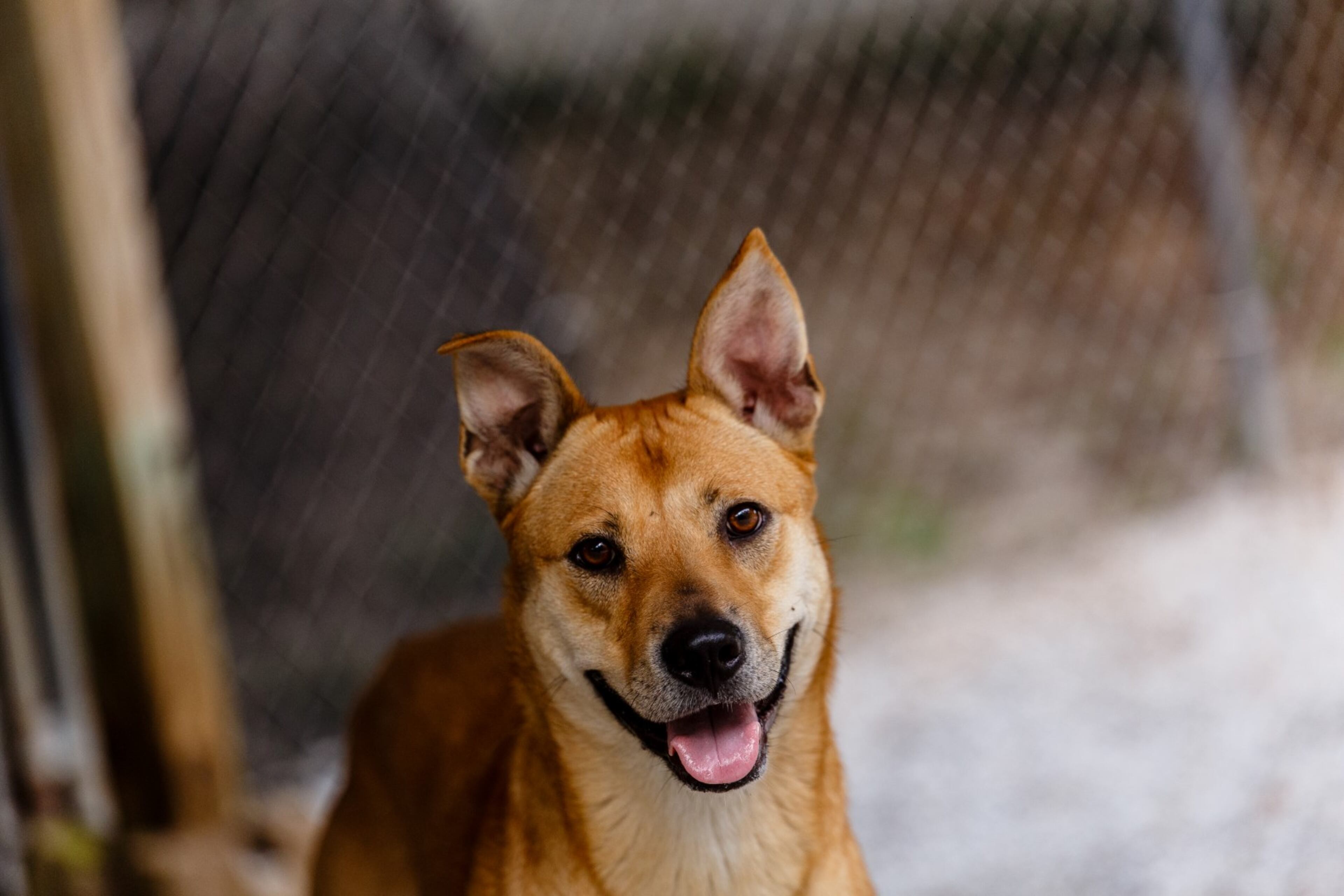 Gypsy is a 4-year-old, female, Shepherd/Lab Mix available for adoption at PAWS Atlanta. For more information, please visit www.pawsatlanta.org or call 770-593-1155.