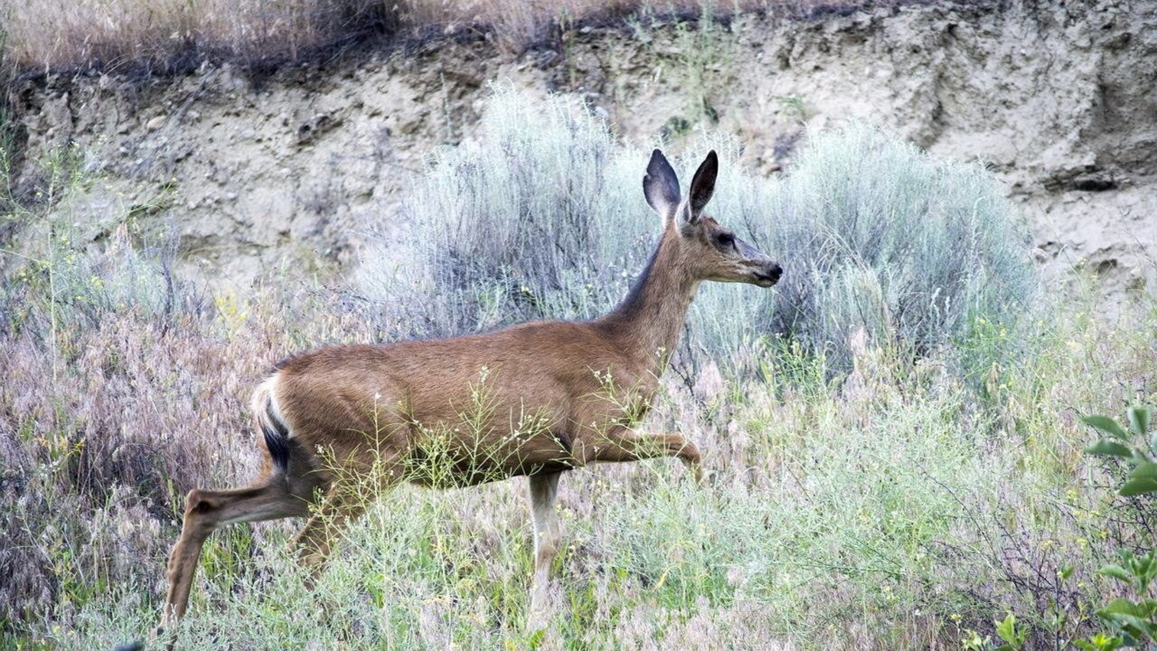 A 104-year-old Wisconsin woman bagged her first buck during a recent hunting trip.