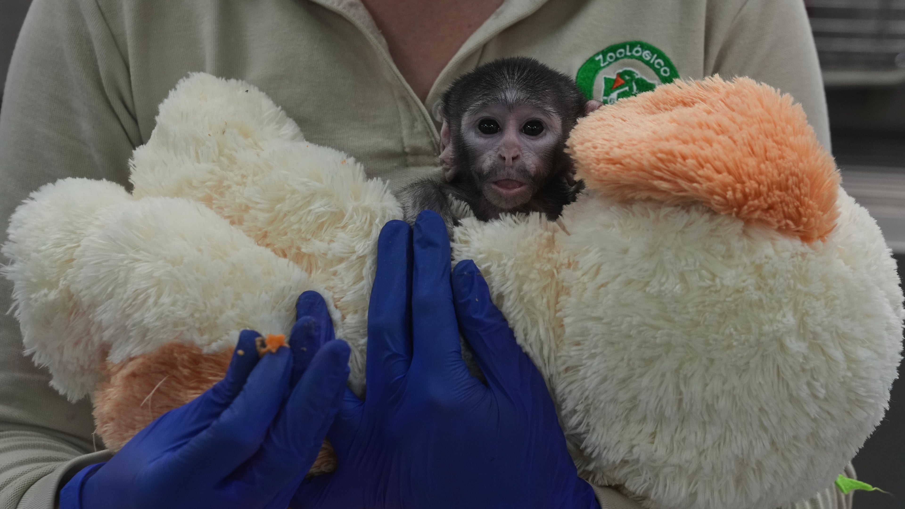 A veterinarian holds a baby monkey named Yuji, who lives with a stuffed dog that serves as a surrogate, while he receives care at a special care center at the zoo in Guadalajara, Mexico, Wednesday, April 15, 2026. (AP Photo/Refugio Ruiz)