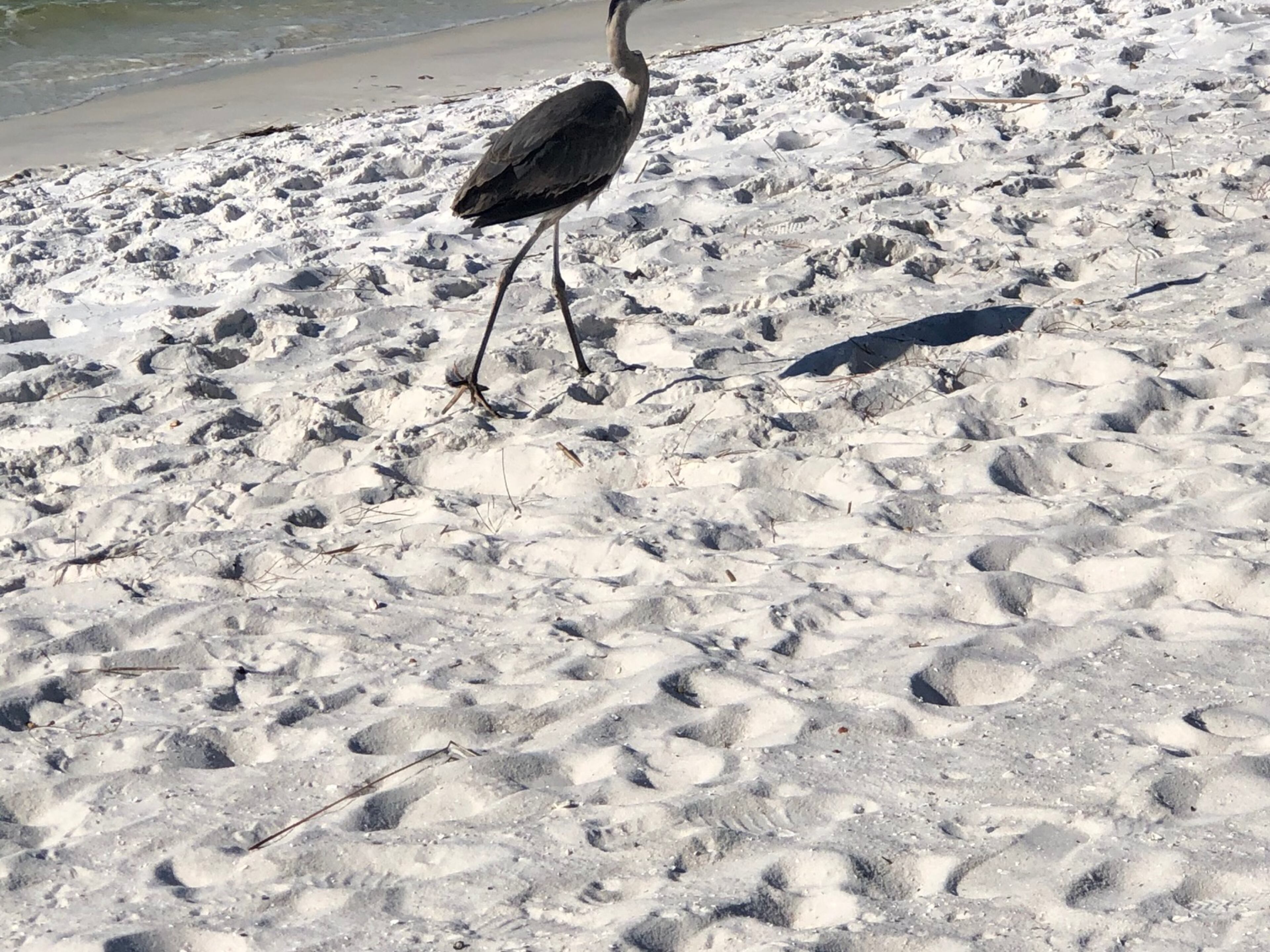 This picture of a Blue Heron walking along the beach in Destin, FL was taken by Dianna MacDonald in February 2020.