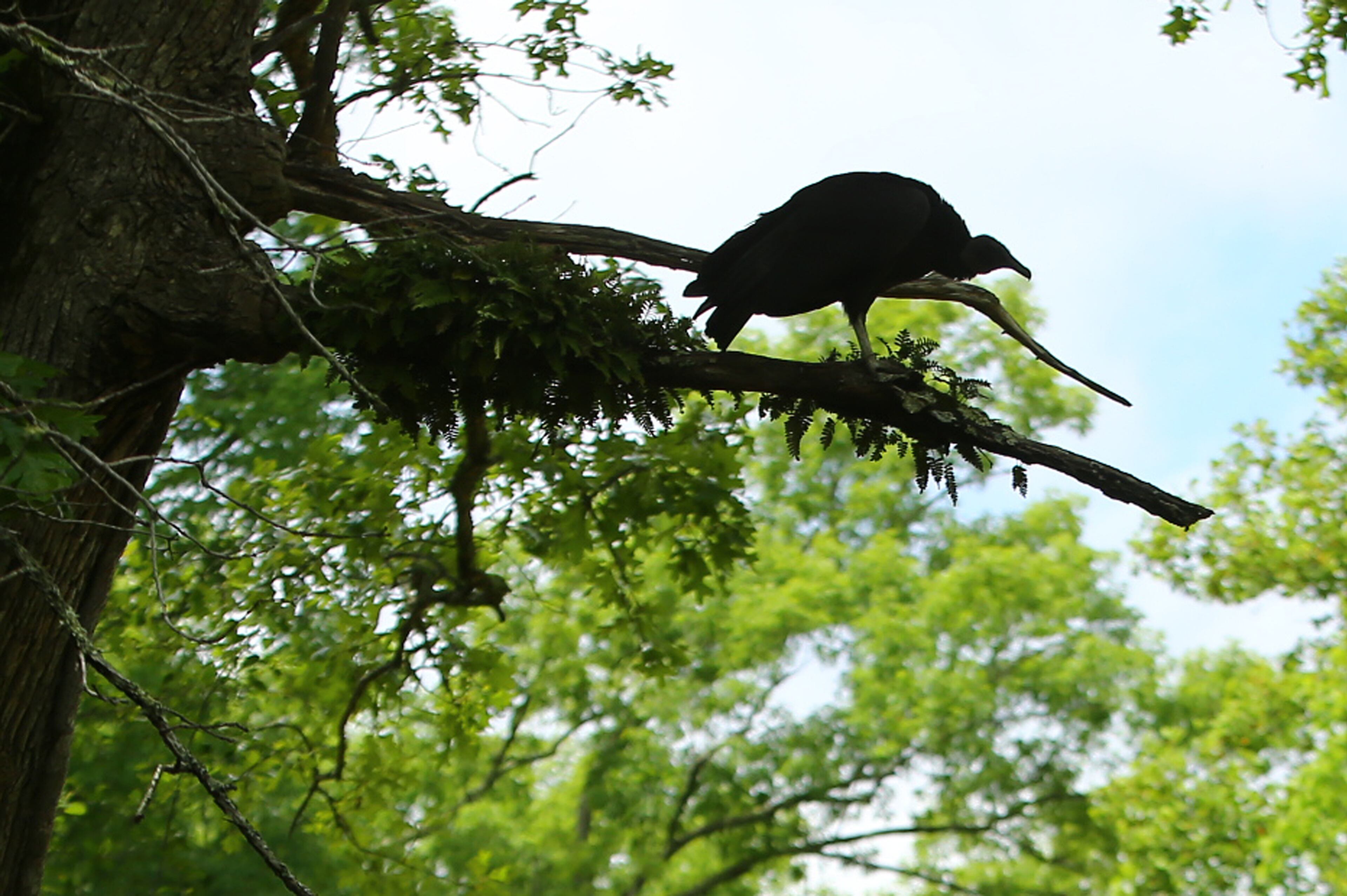 A vulture that has taken up residence in a barn sits on a tree limb on the 50 acre farm of Miss Besse Cooper on Monday, May 19, 2014, in Monroe. Cooper was the oldest person in the world until she died at the age of 116 years and 100 days in 2012. CURTIS COMPTON / CCOMPTON@AJC.COM