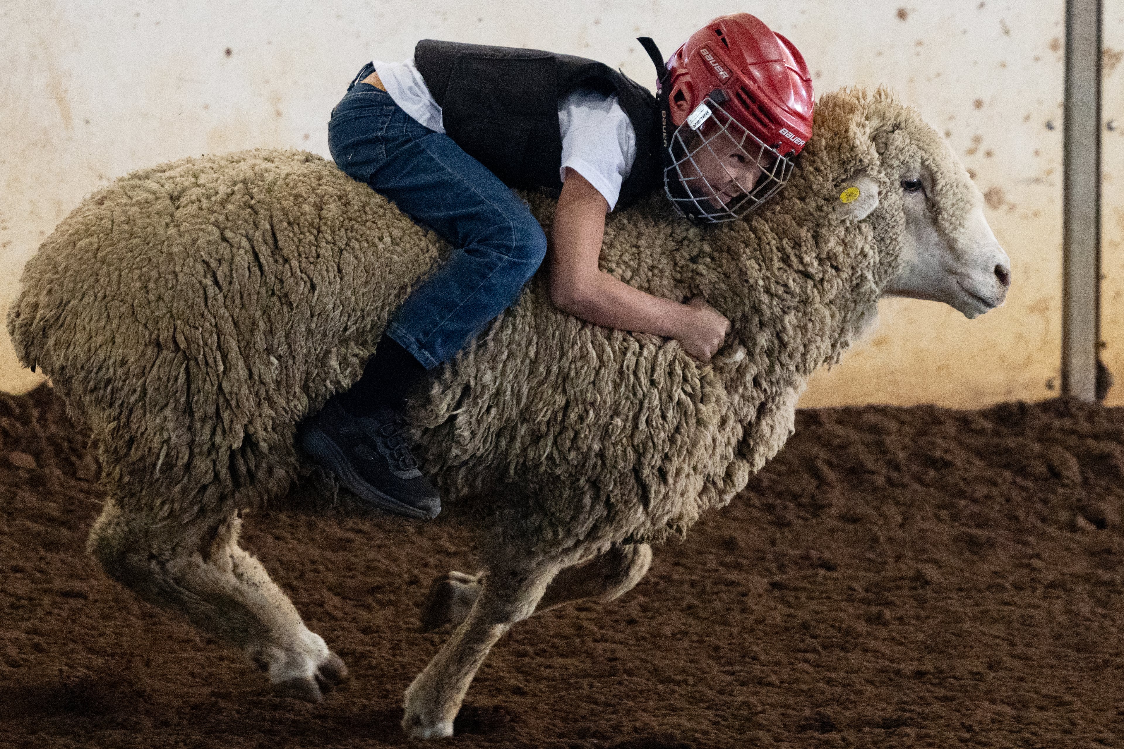 Huston Garden smiles as he holds on tight to a sheep at the 37th annual Georgia National Fair on Saturday, October 17, 2026. Garden, from Monticello, Ga., won the mutton bustin' competition out of 27 kids. (Wesley Webb/UGA Photojournalism Workshop)