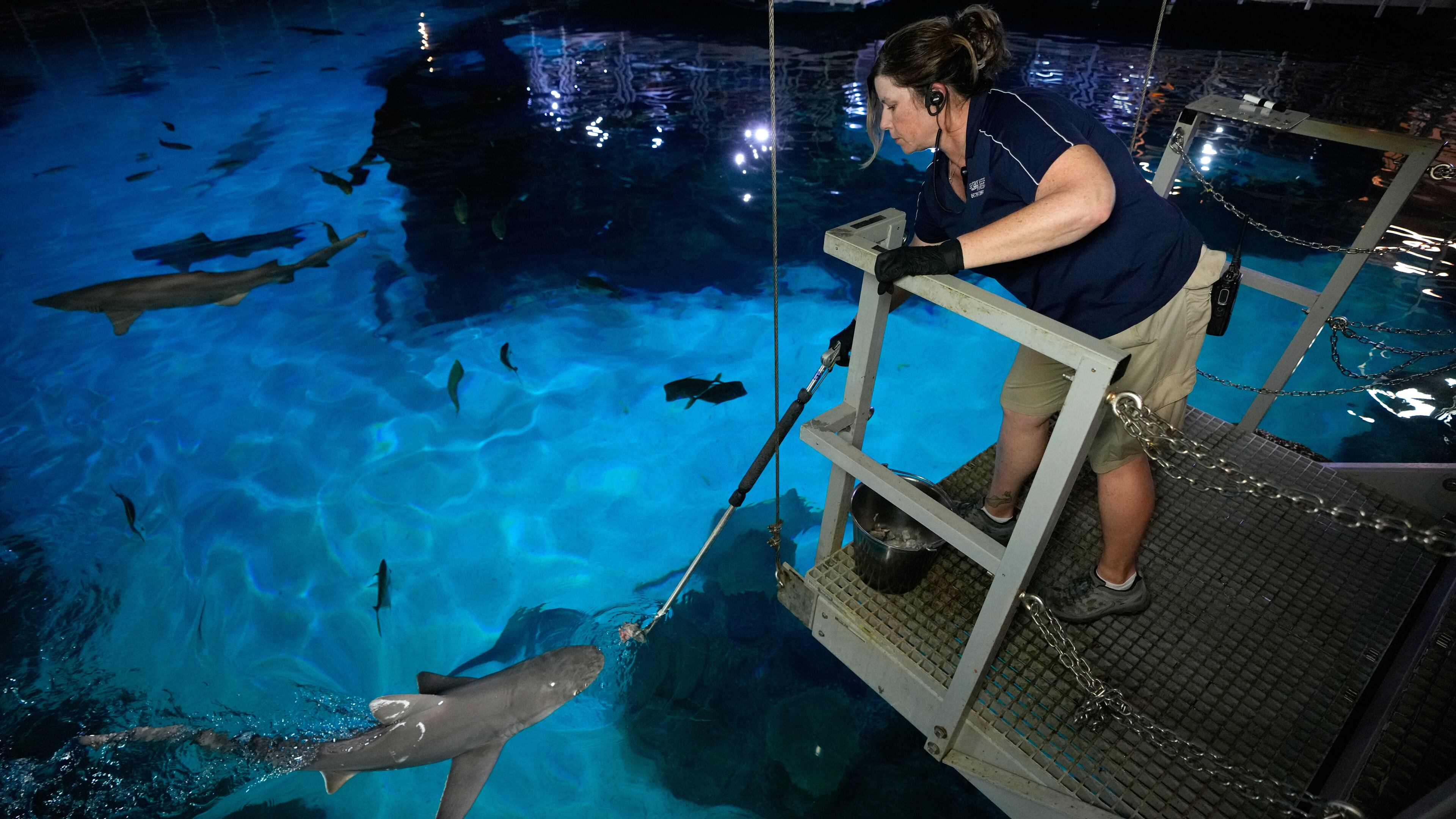 Lead aquarist Becky O'Brien feeds a shark in the Shark Reef Aquarium at the Mandalay Bay hotel-casino in Las Vegas, Wednesday, March 11, 2026. (AP Photo/John Locher)