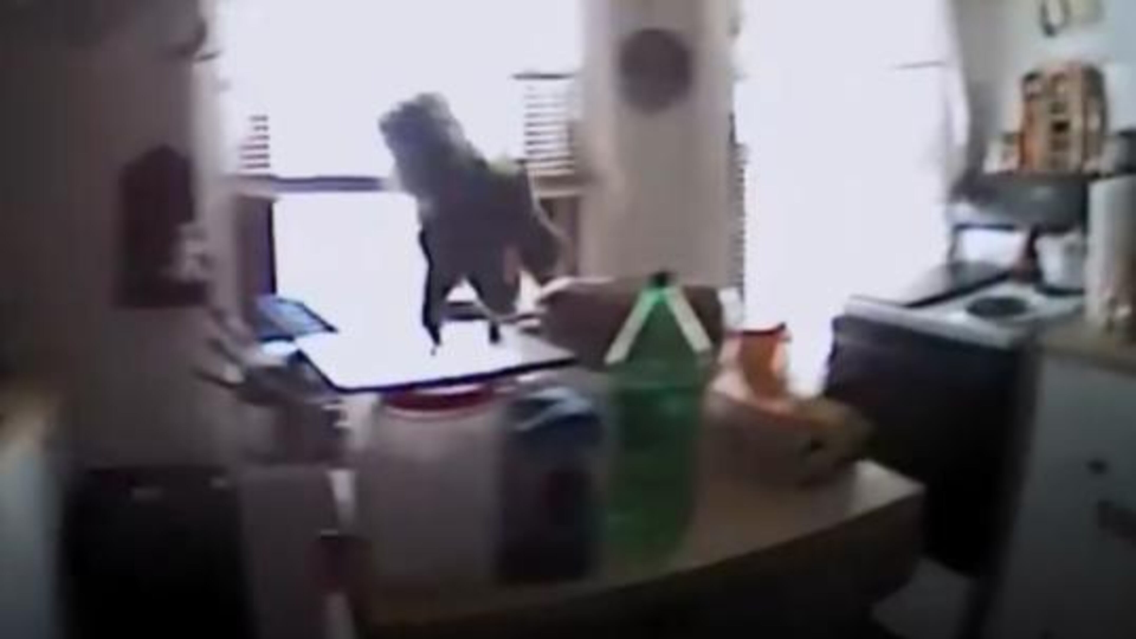 A cookie stealing squirrel lunging at police was caught on body camera. (Photo: Screengrab via Brockport Police)