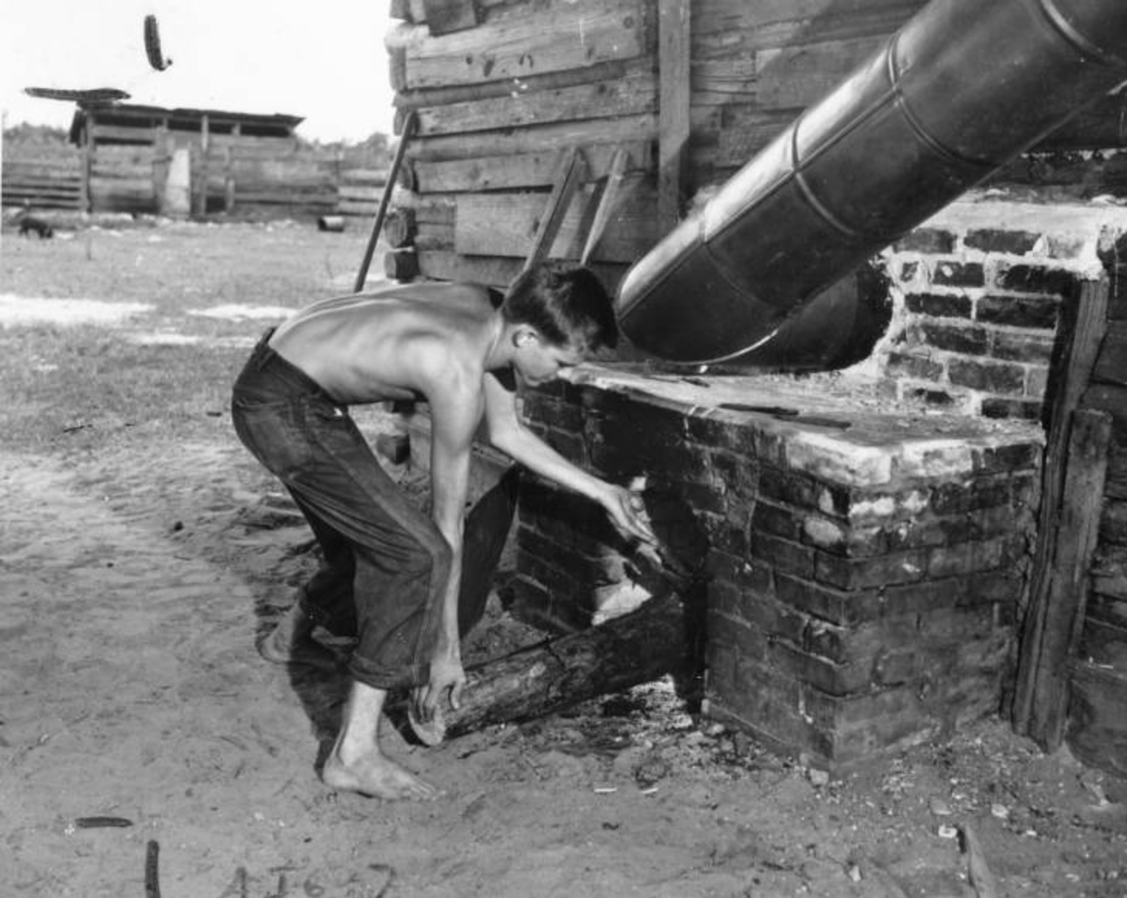 1950 -- Cecil Byrd feeds the furnace at a tobacco barn. The temperature must be kept just right to make the leaves cure a rich golden color. AJC FILE