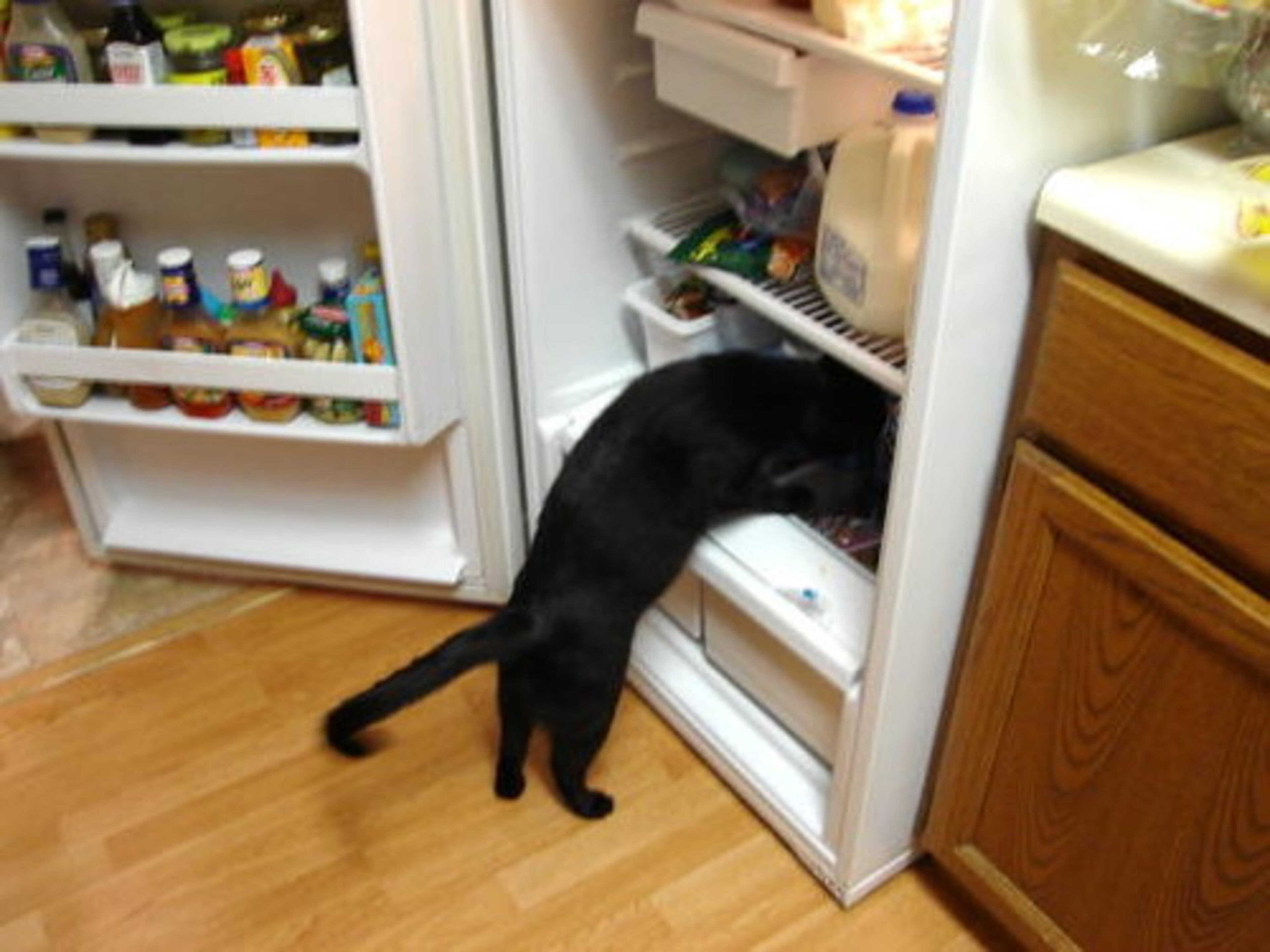 Doodle kicks off our latest gallery of Atlanta's Sneaky Cats. Enjoy!