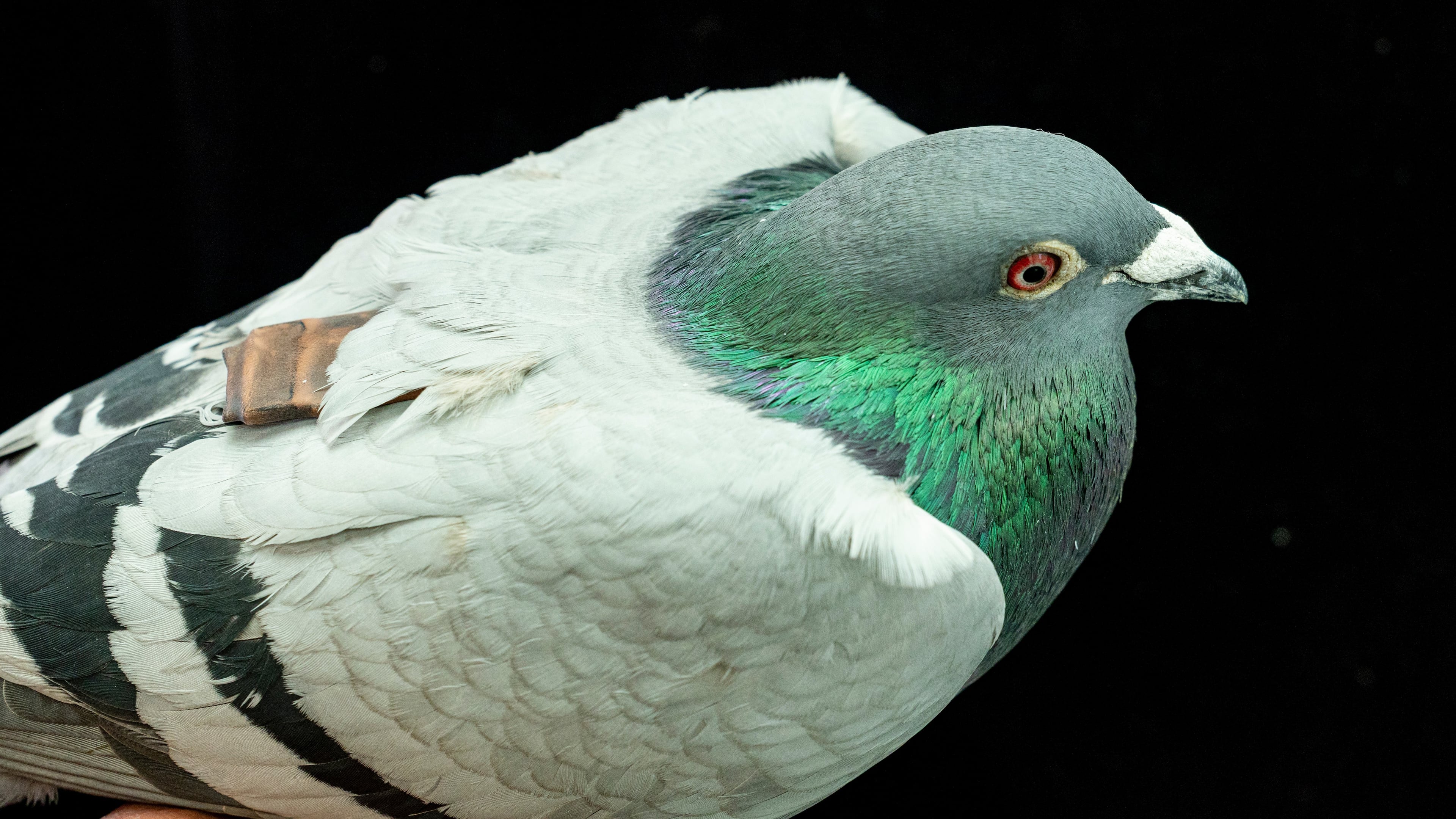 This image provided by the Max Planck Institute of Animal Behavior shows a pigeon wearing a tag used to track its movement in May, 2026, in Konstanz, Germany. (Christian Ziegler/Max Planck Institute of Animal Behavior via AP)