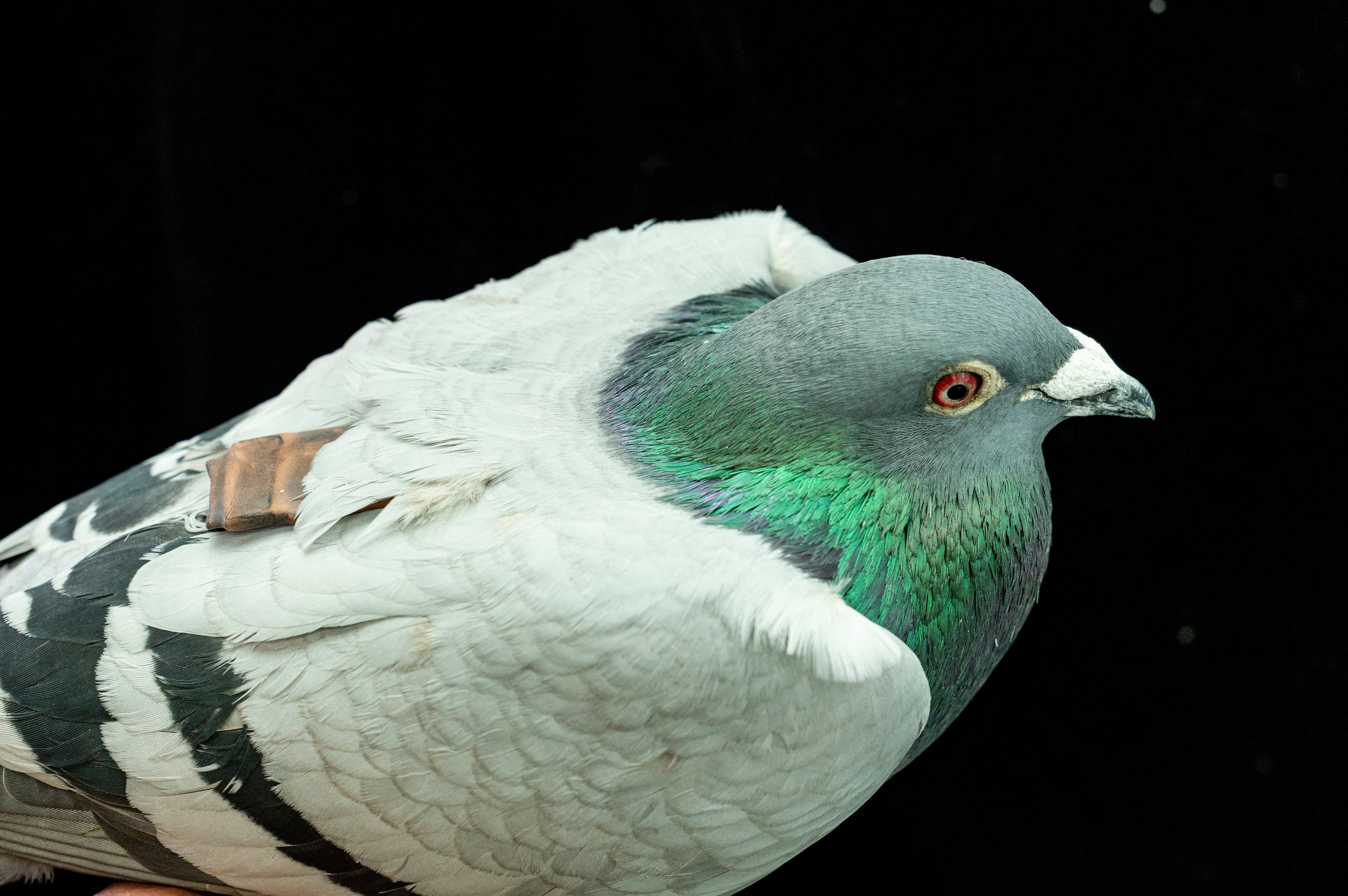 Pigeon Navigation