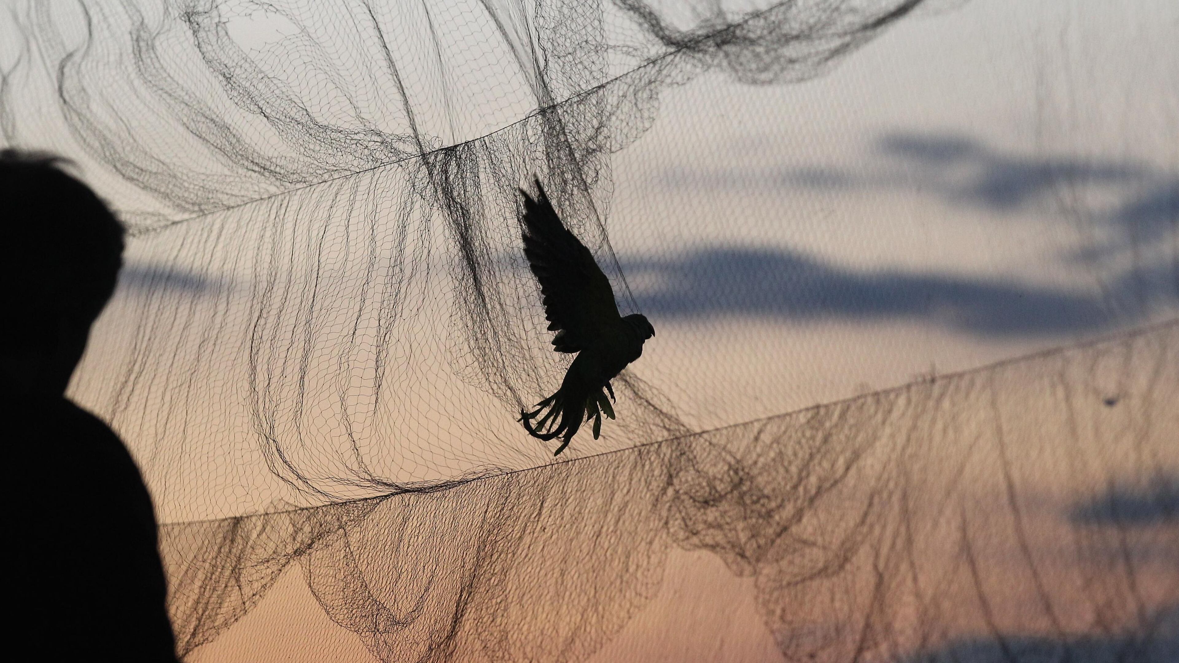 File photo. (Photo by Oli Scarff/Getty Images)