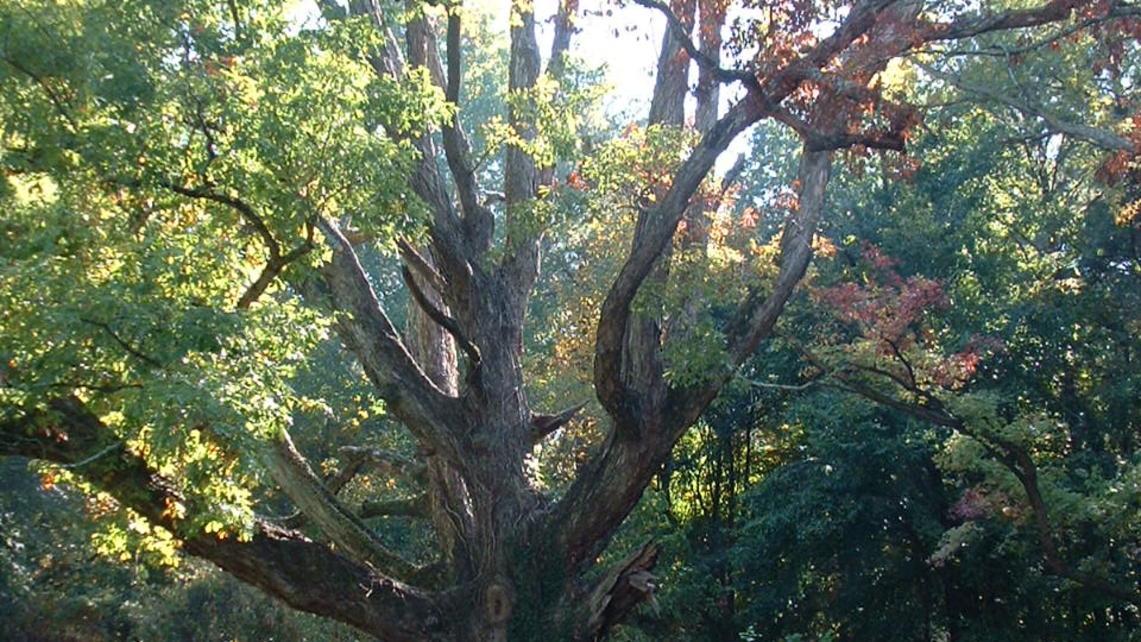 Connally Nature Park in East Point is the home of the ‘Hank Aaron’ white oak Georgia Champion tree and a population of the very rare pink lady’s slipper orchid. Courtesy of Trees Atlanta