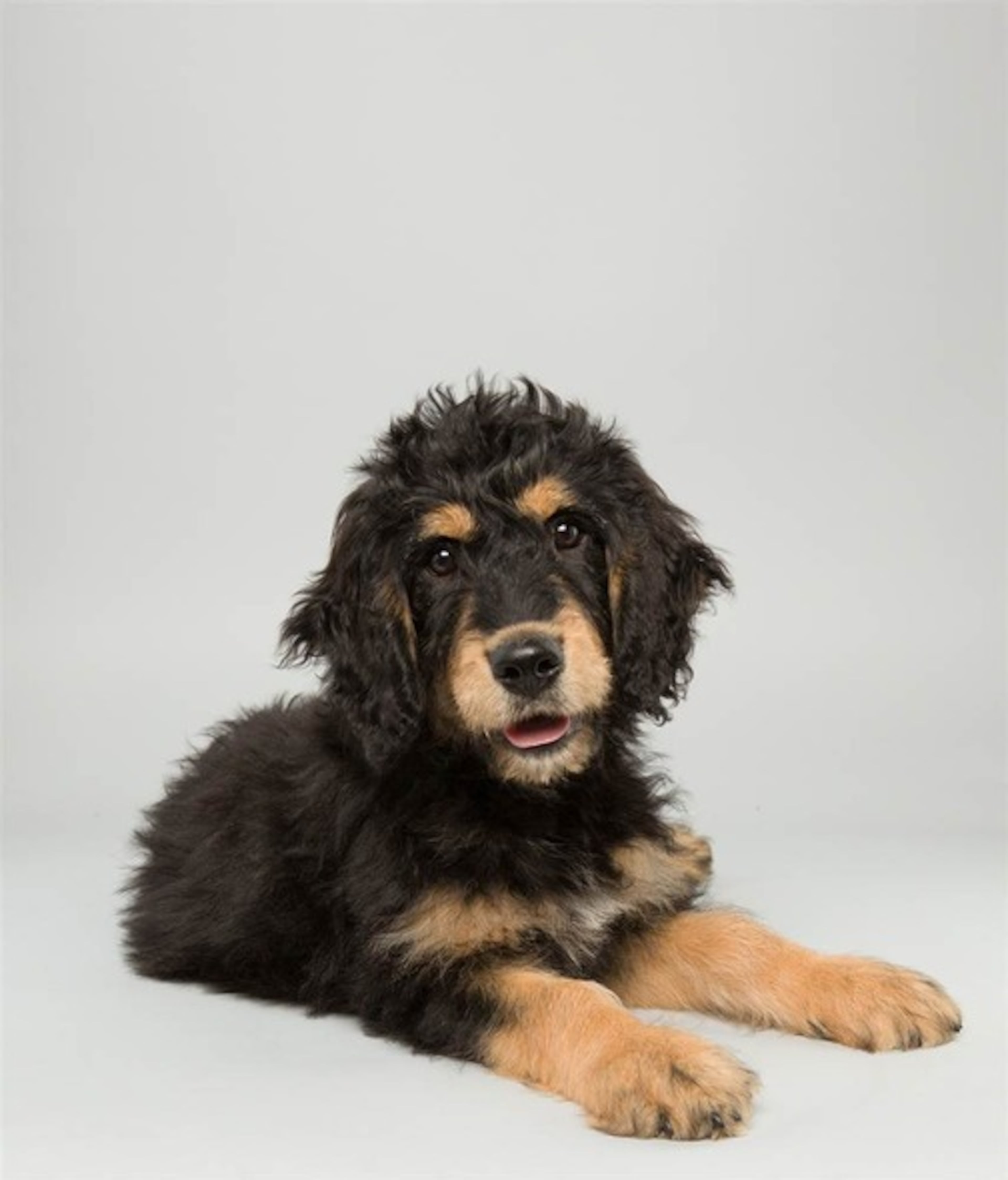 Bach, Bernedoodle, 14 weeks. Fun fact: Thinks Mozart is overrated.