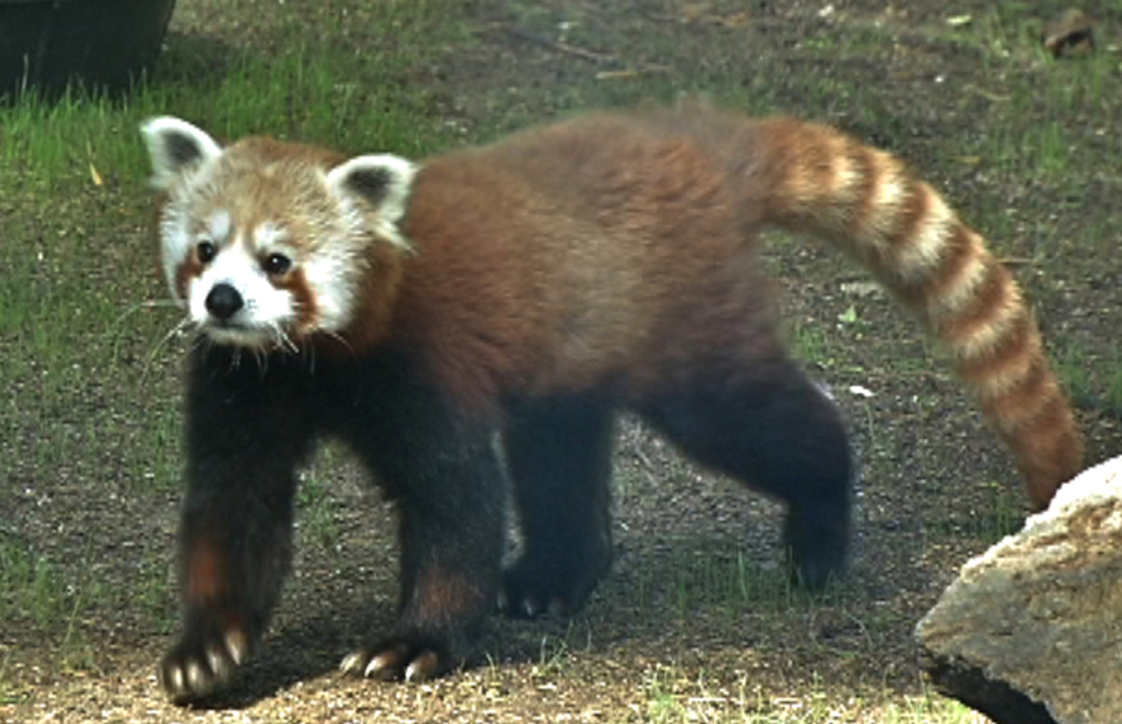 Tenzing is named after Sherpa Tenzing Norgay who scaled Mount Everest in 1953 with Sir Edmund Hillary.