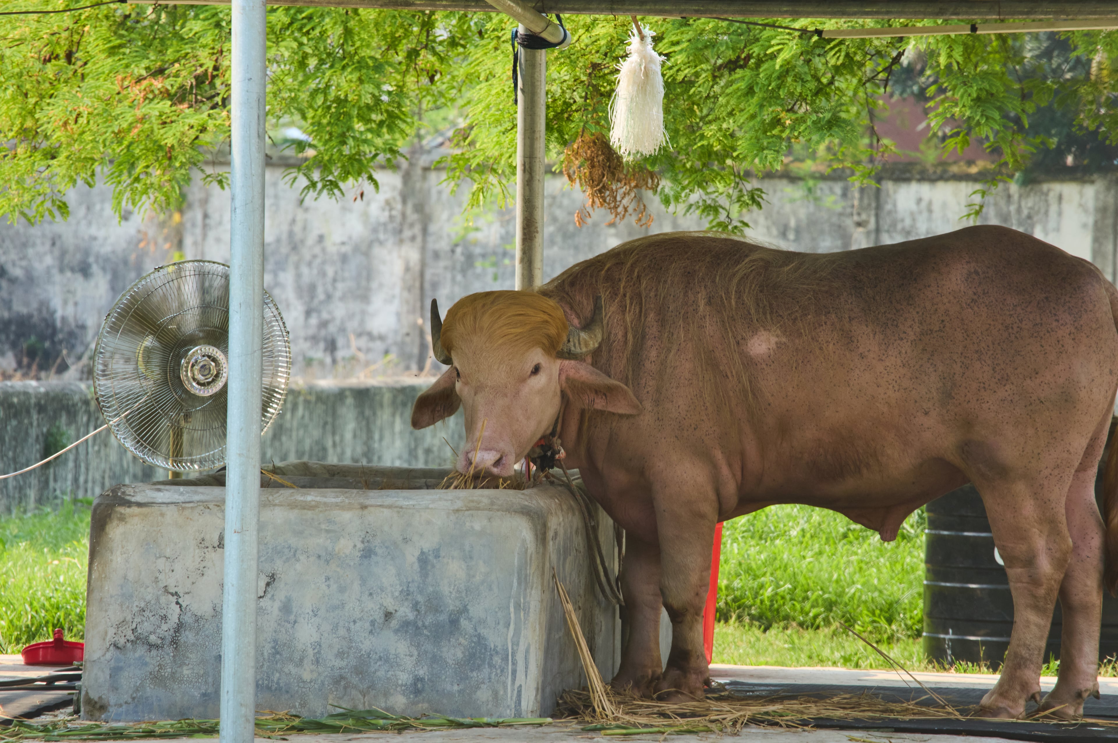 Bangladesh Buffalo Trump