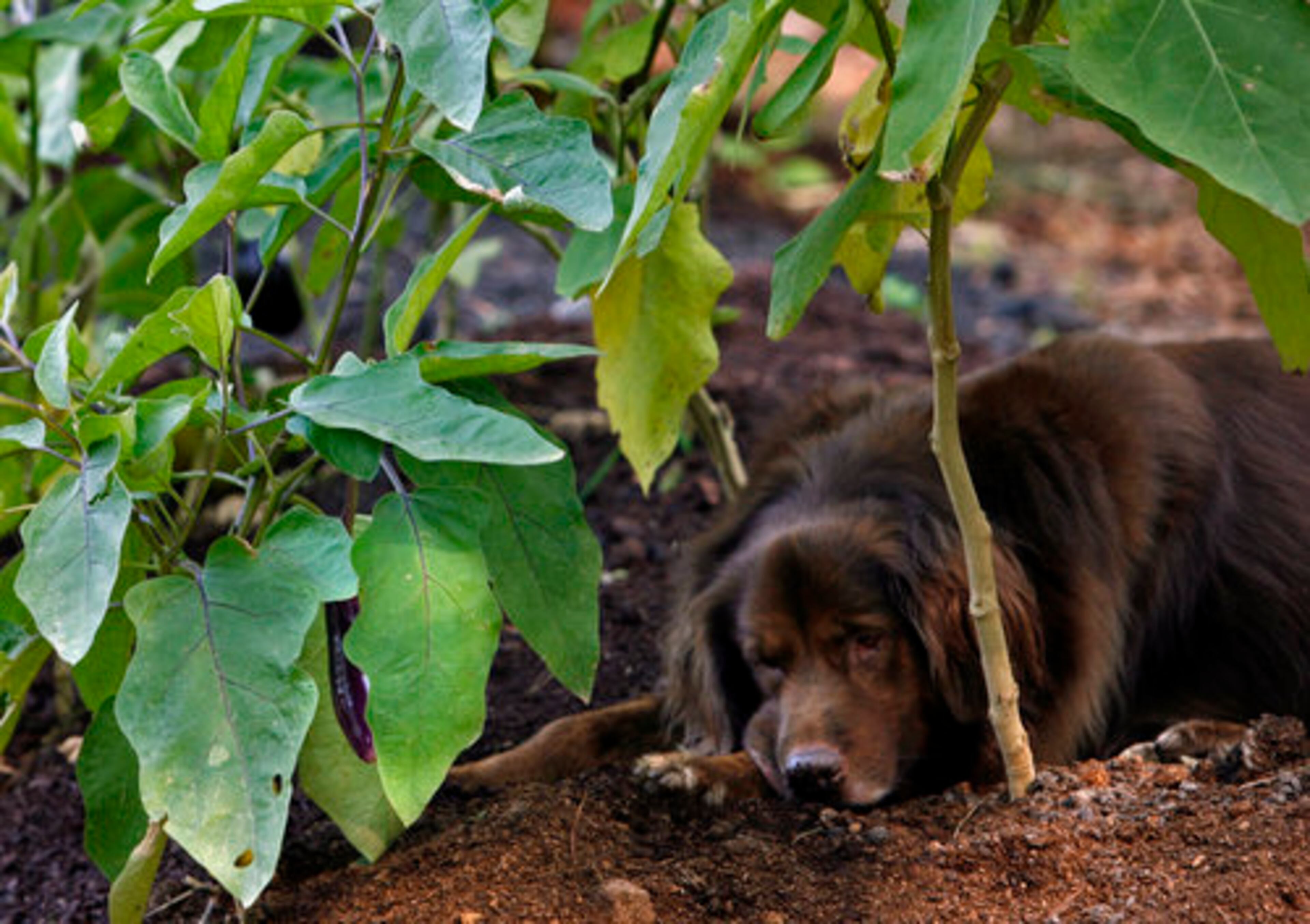 Kristin Allin's mixed breed dog, Murphy, 3, rests under the shade of several Long Purple Japanese Eggplant plants in the Allin garden.