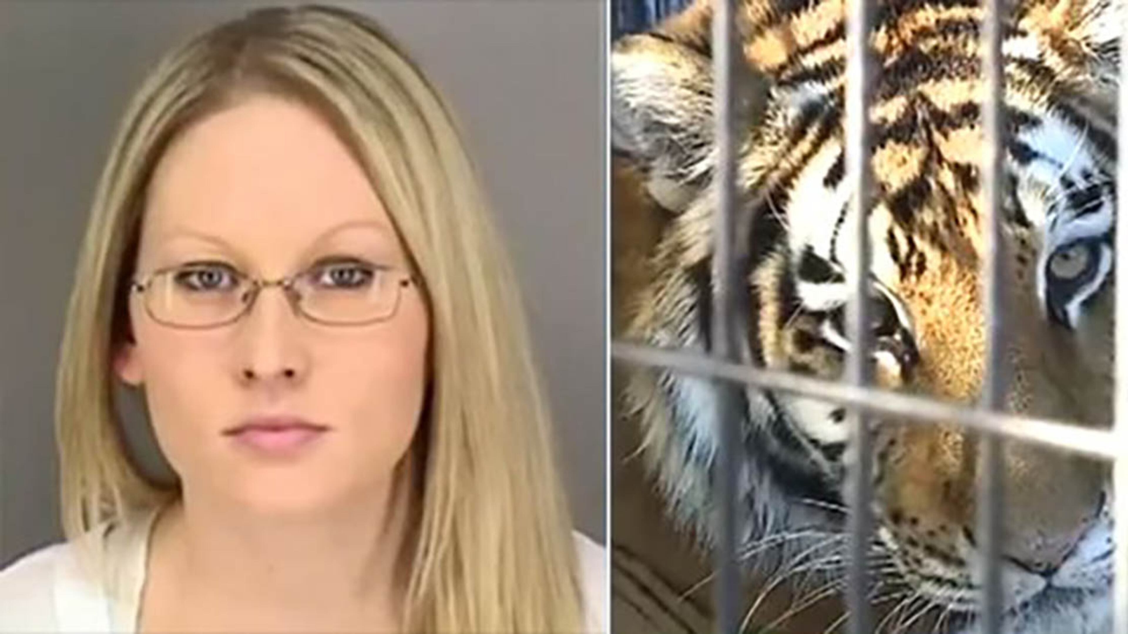 Police say Jacqueline Eide tried to pet a Malayan tiger named Mai. Mai bit the woman's left hand. Video stills via KETV NewsWatch 7 / YouTube