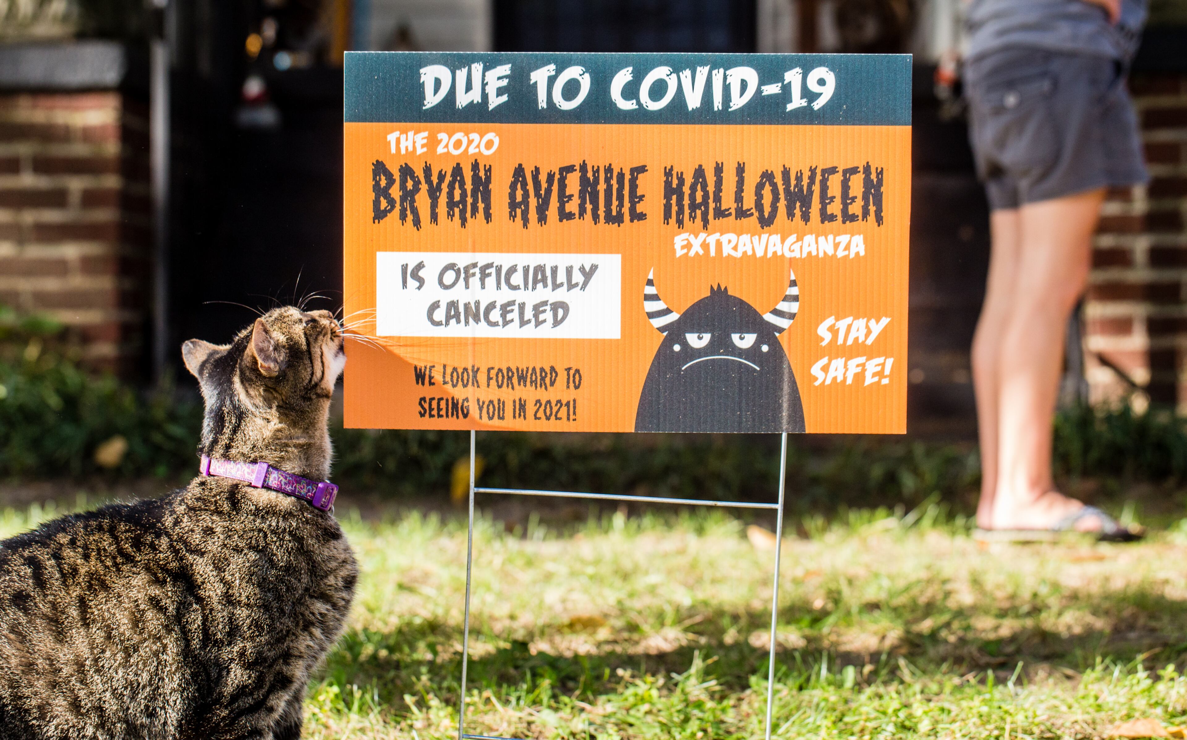 The East Point neighborhood around Bryan Avenue replaces Halloween decorations with yard signs announcing the 2020 extravaganza is canceled. Mr. Tiddles, a mainstay on Bryan Avenue, comes out to show support. Jenni Girtman for The AJC