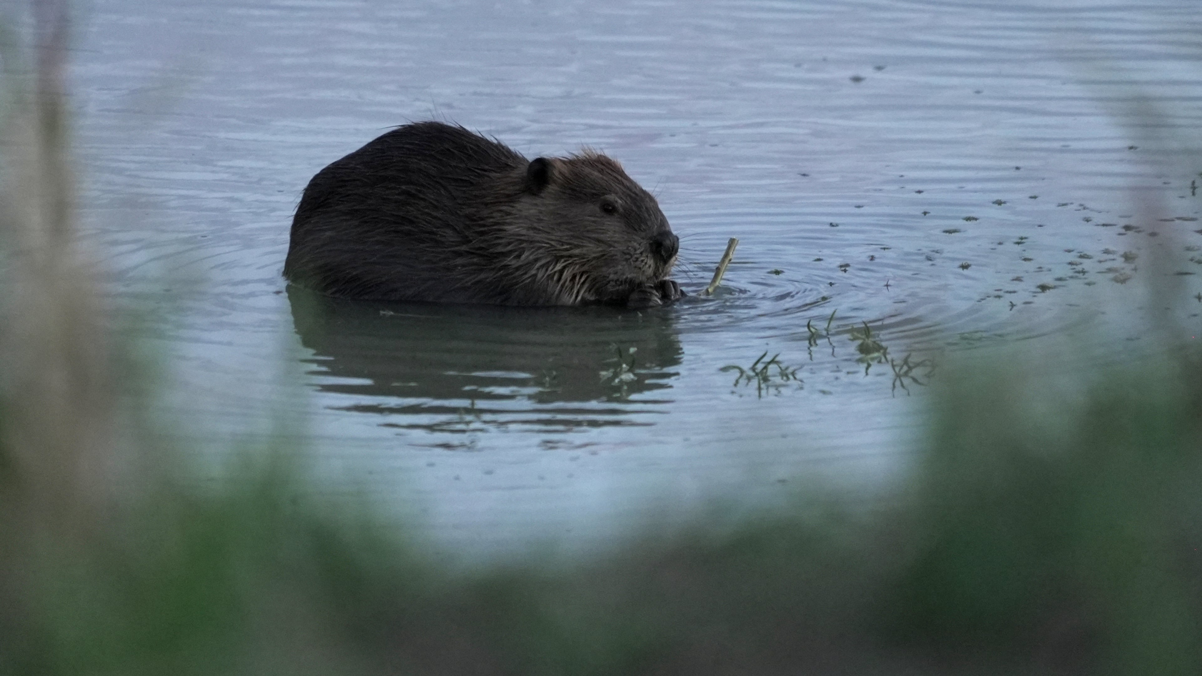 A beaver sits in the Green River, Thursday, Aug. 20, 2026, near Green River, Wyo. (AP Photo/Brittany Peterson)