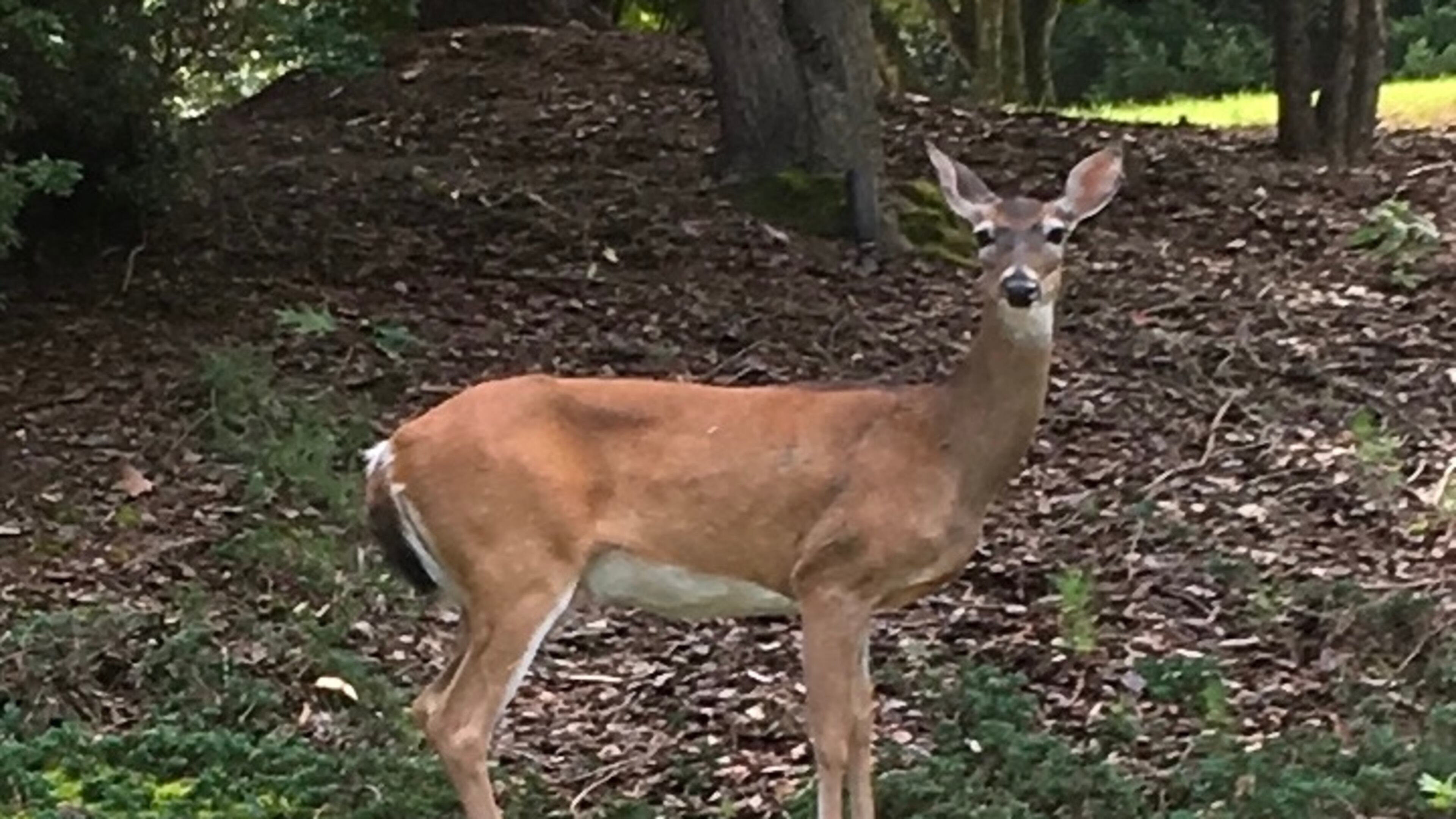 North Fulton police departments are reminding drivers to be on the lookout for deer crossing roadways. (Photo by Karen Huppertz for the AJC)
