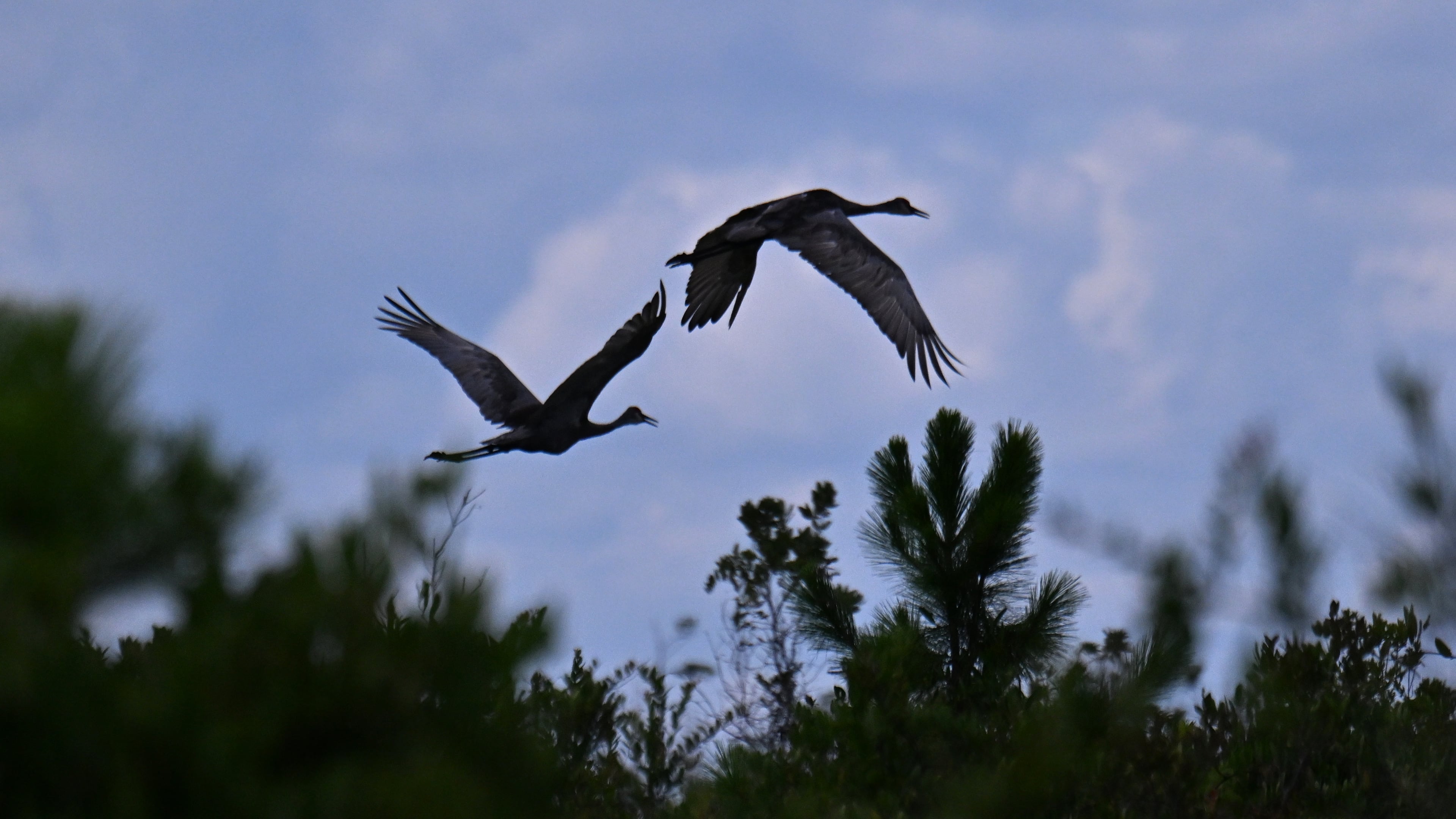 Florida sandhill cranes fly across the Okefenokee Swamp. Already one of Georgia’s most visited natural attractions, the refuge supports businesses and communities across southeast Georgia, guest columnist and state Sen. Jason Anavitarte writes. (Hyosub Shin/AJC 2025)
