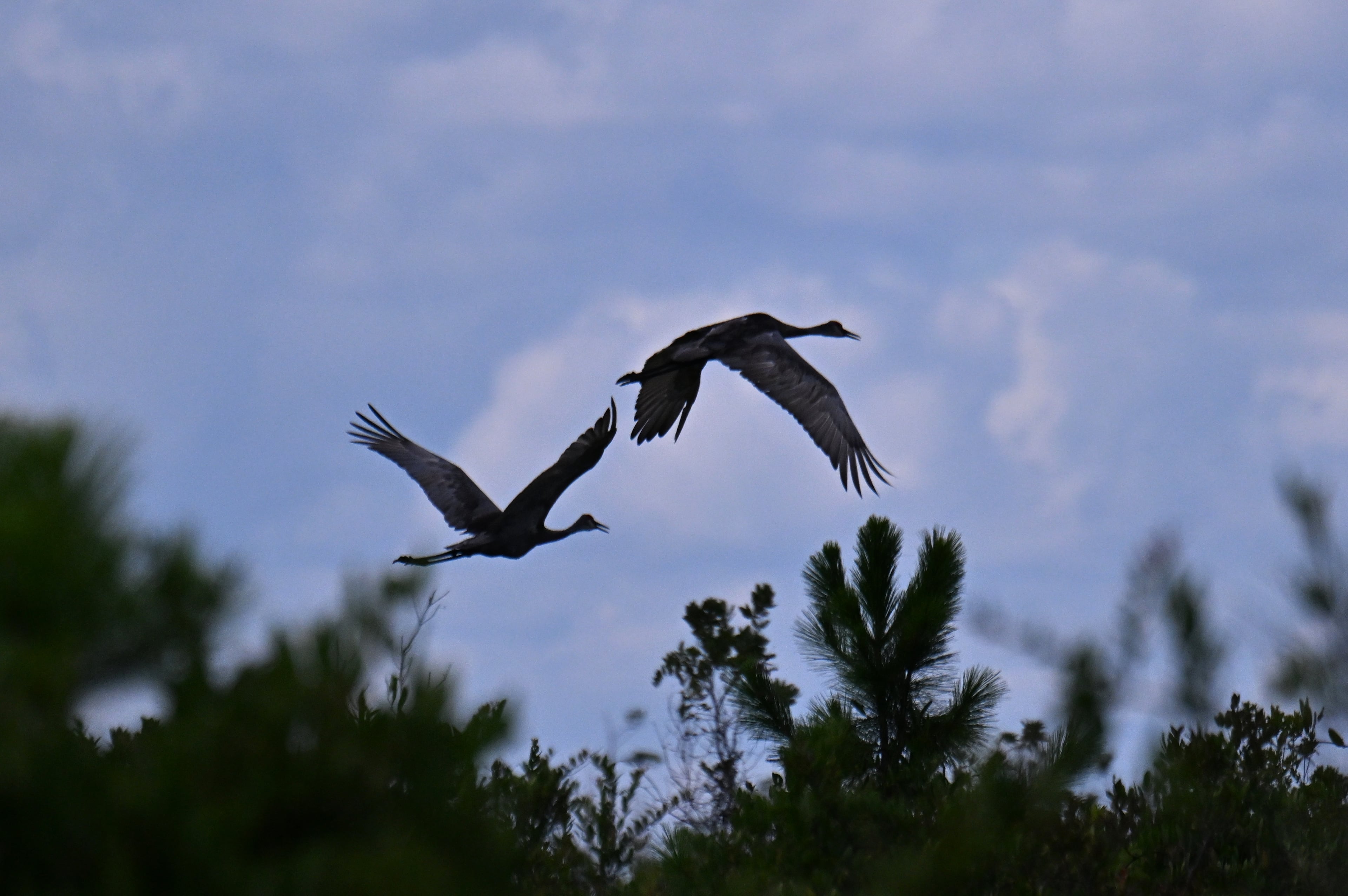 Okefenokee mining threat remains