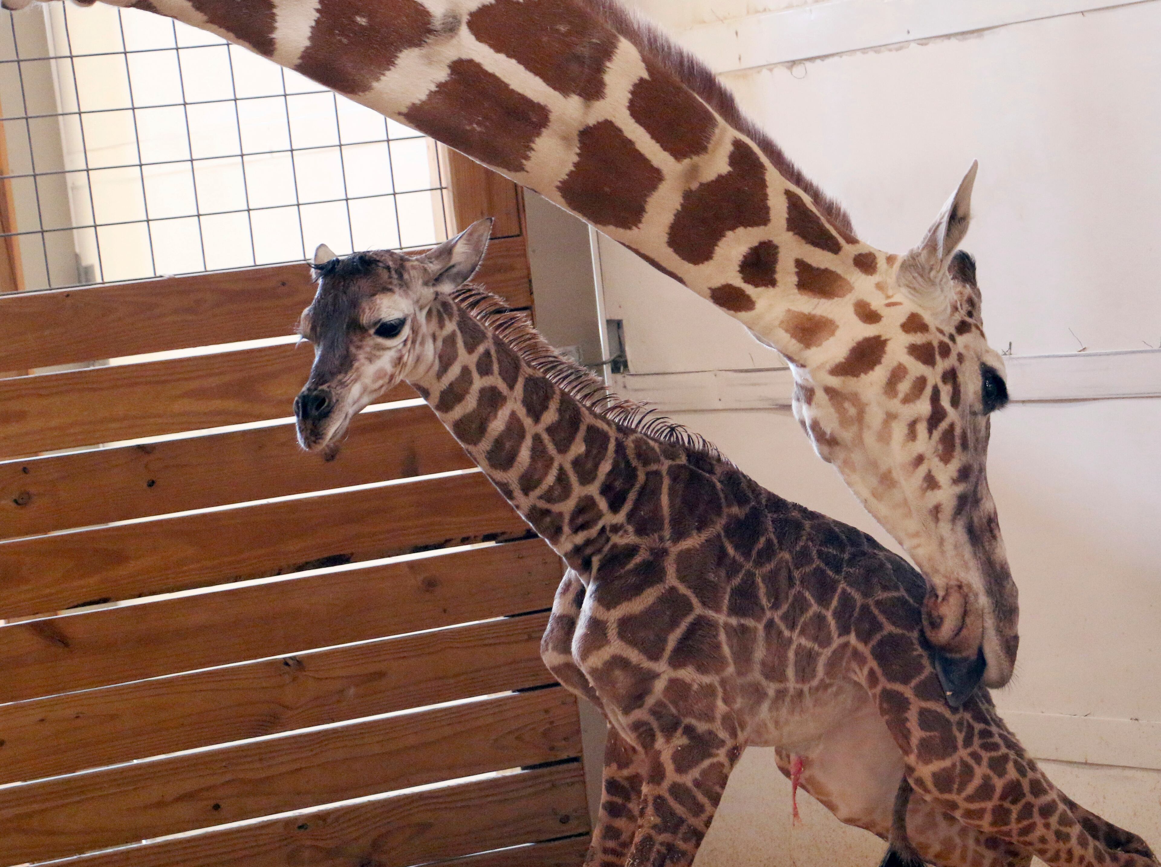 FILE - In this April 15, 2017, file photo, provided by Animal Adventure Park in Binghamton, N.Y., a giraffe named April licks her new calf. (Animal Adventure Park via AP, File)