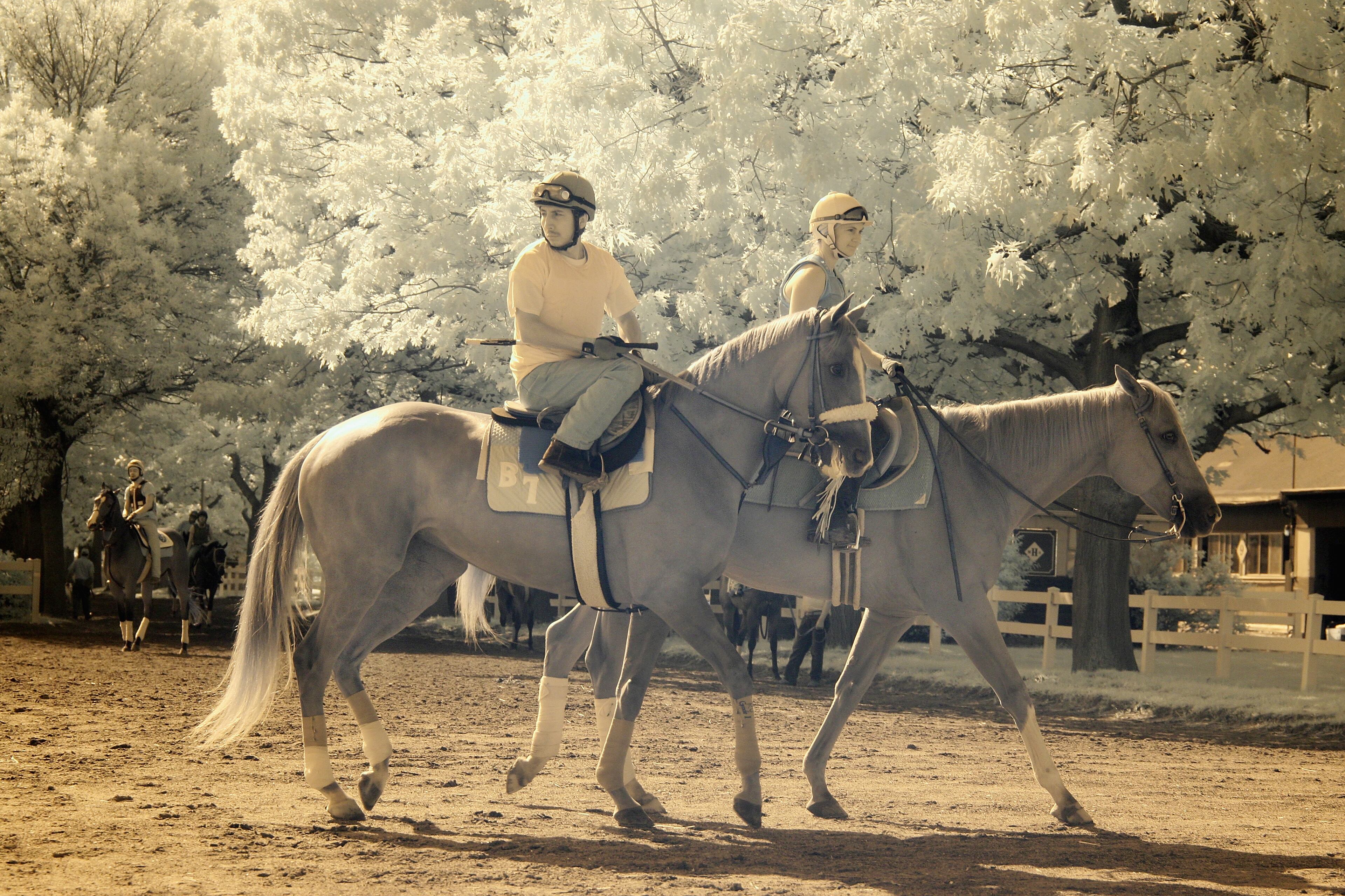 ELMONT, NY - JUNE 04: (EDITORS NOTE: An infrared camera was used to create this image.) Horses and exercise riders head to the main track for morning training at Belmont Park on June 4, 2014 in Elmont, New York (Photo by Al Bello/Getty Images)