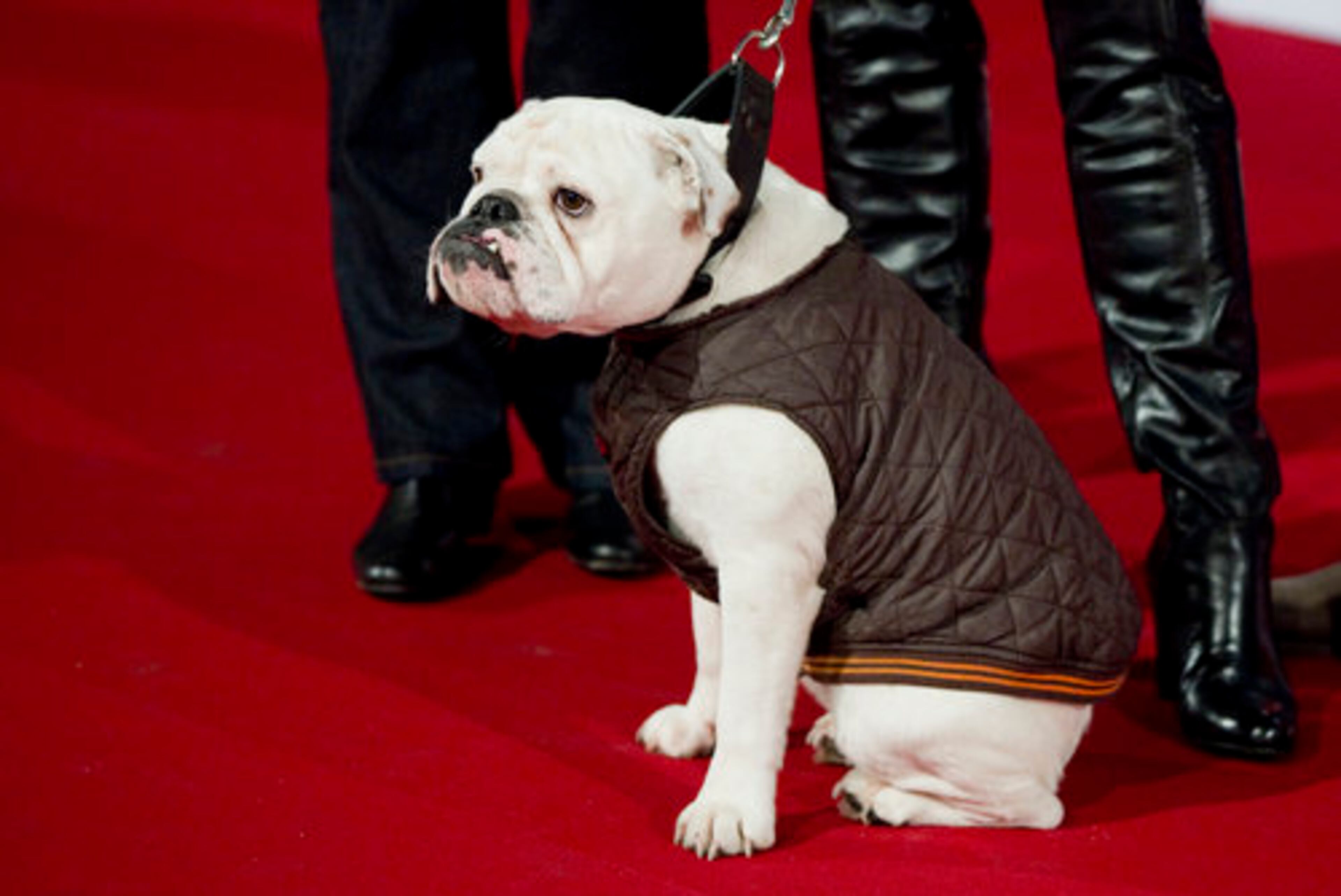 A dog, coming along with two German TV presenters, sits on the red carpet for the German Premiere of the movie "Morning Glory " in Berlin, Germany, Sunday, Jan. 9, 2011.