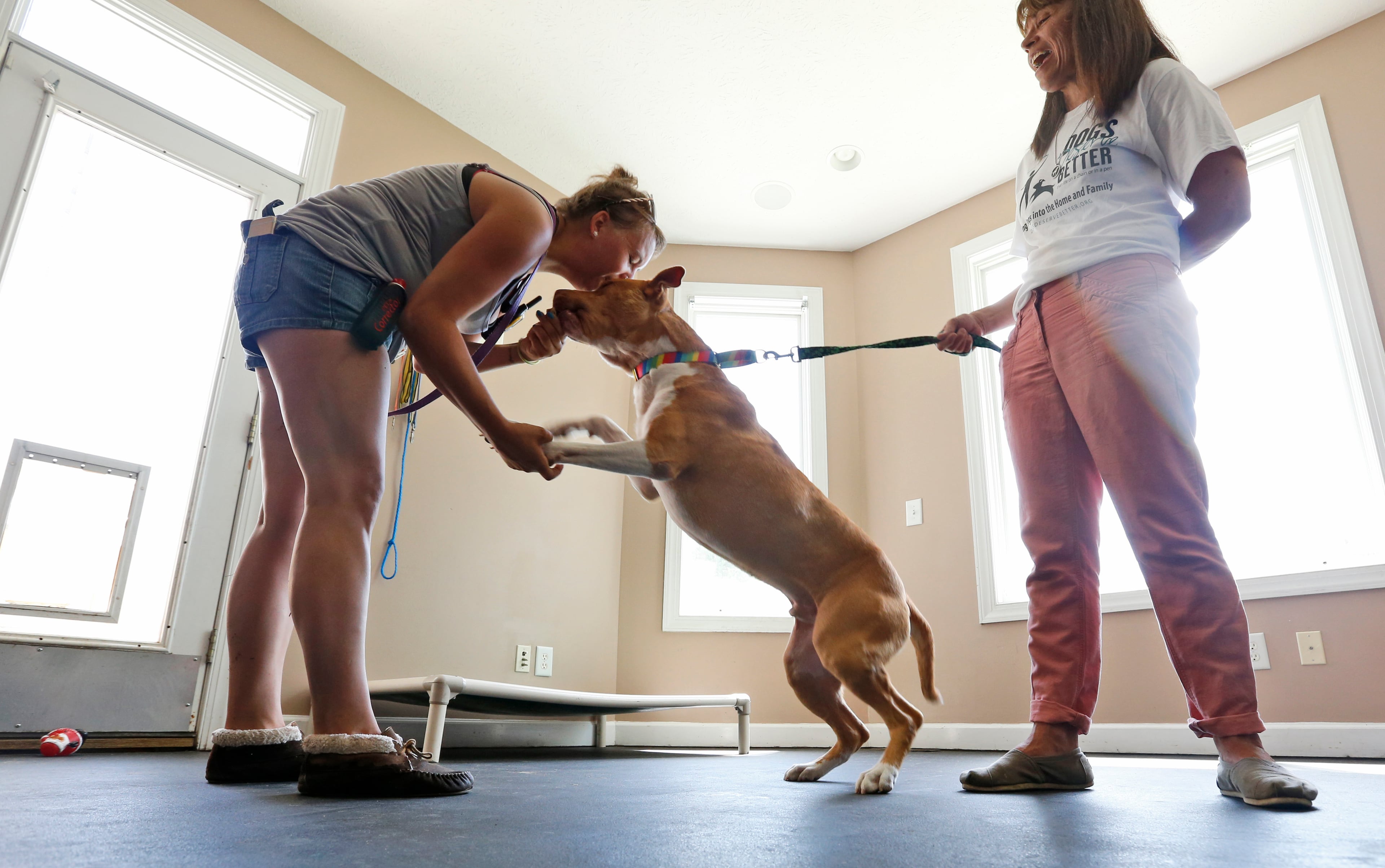 In this June 15, 2015, photo, caretaker Chrissy Appel works with Gus as director of Dogs Deserve Better, Denise Cohn, right, holds the leash at Good News Rehab Center, the former home of NFL football quarterback Michael Vick's Bad Newz Kennel in Smithfield, Va. The former Atlanta Falcons star quarterback served an 18-month federal prison sentence for running a dogfighting ring. (AP Photo/Steve Helber)