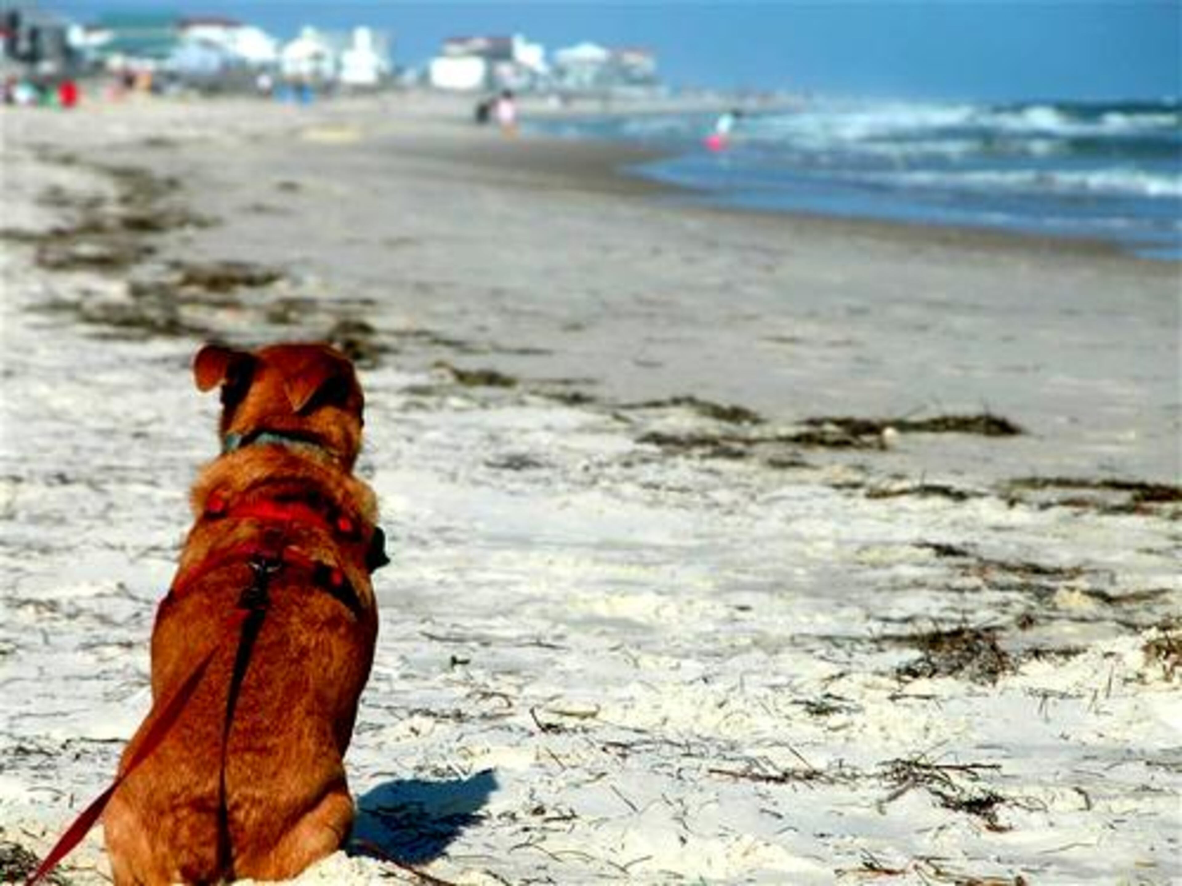 Hemi, the four-legged lifeguard, keeps watch over the beach at St. George Island.
