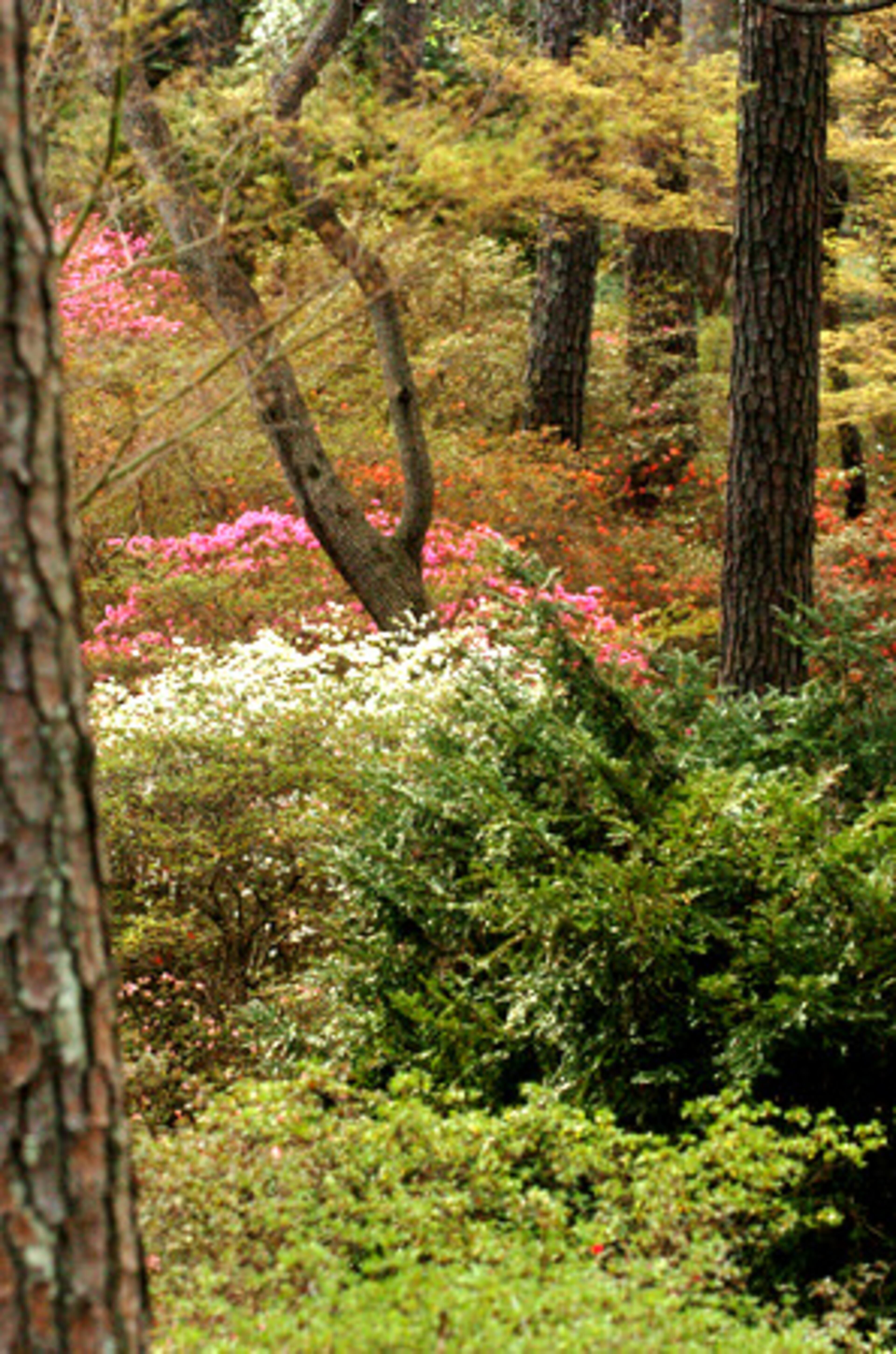 Azalea Watch at Callaway Gardens officially began on March 15th. The plants are so popular, garden staff decided a few years ago to post daily pictures of the perennials online.
