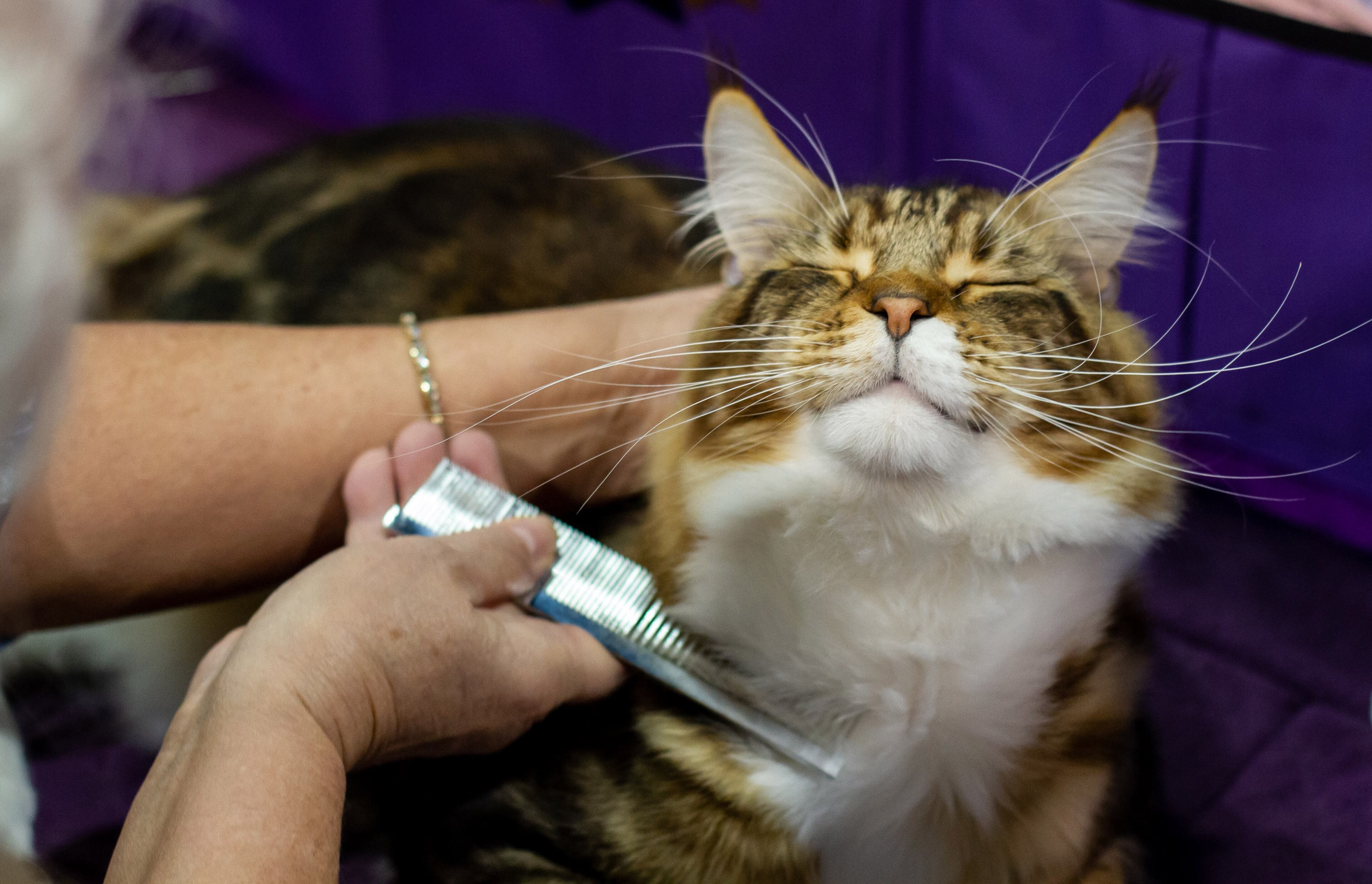 Lisa Highlan grooms her cat during the 81st annual Cotton States Cat Show at the Infinite Energy Center in Duluth on Sunday, November 3, 2019. STEVE SCHAEFER / SPECIAL TO THE AJC