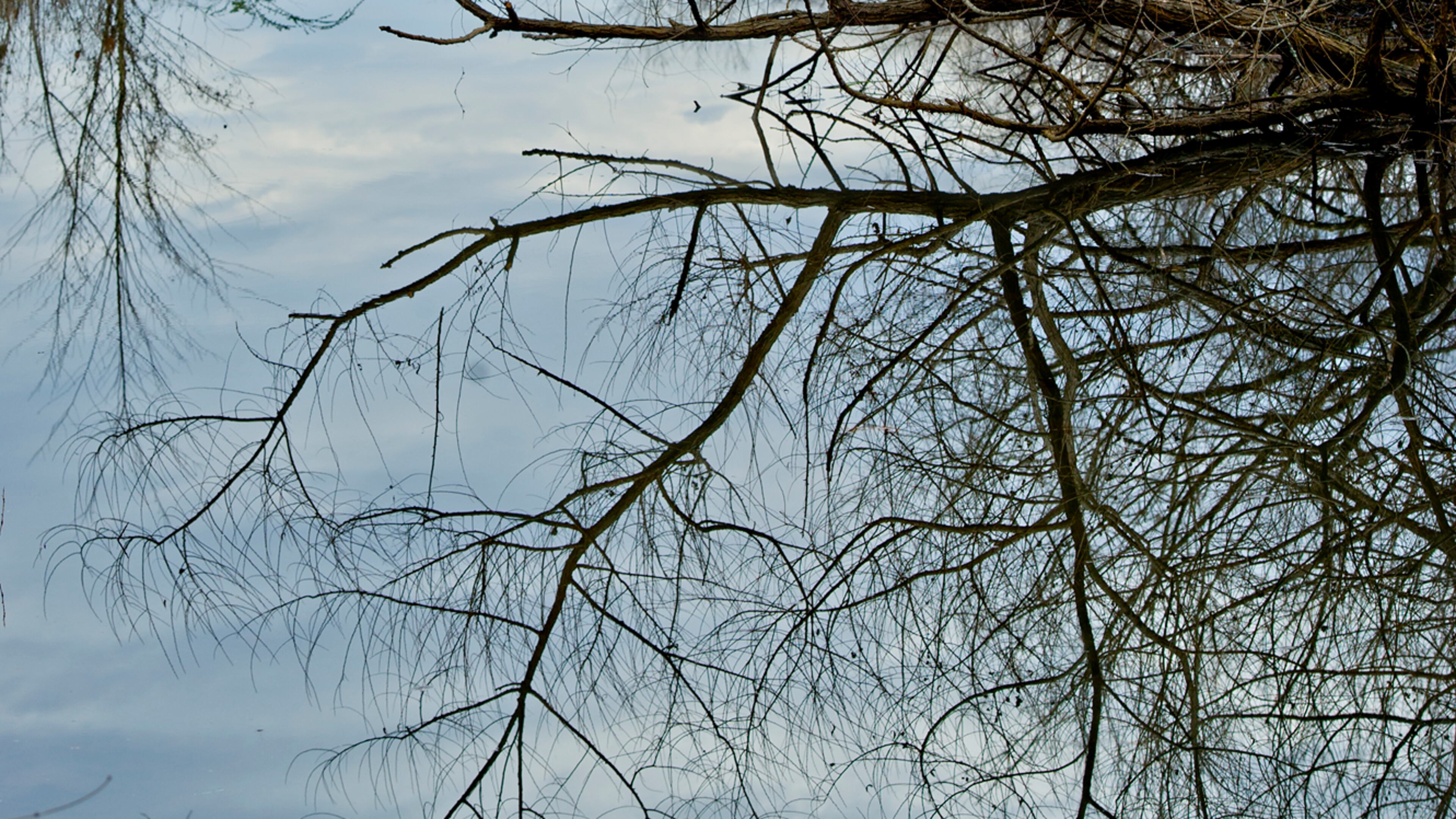 A tree is reflected in the water of the Chattahoochee River along the River Boardwalk Trail at the Chattahoochee Nature Center in Roswell on Saturday, December 27, 2014. JONATHAN PHILLIPS / SPECIAL