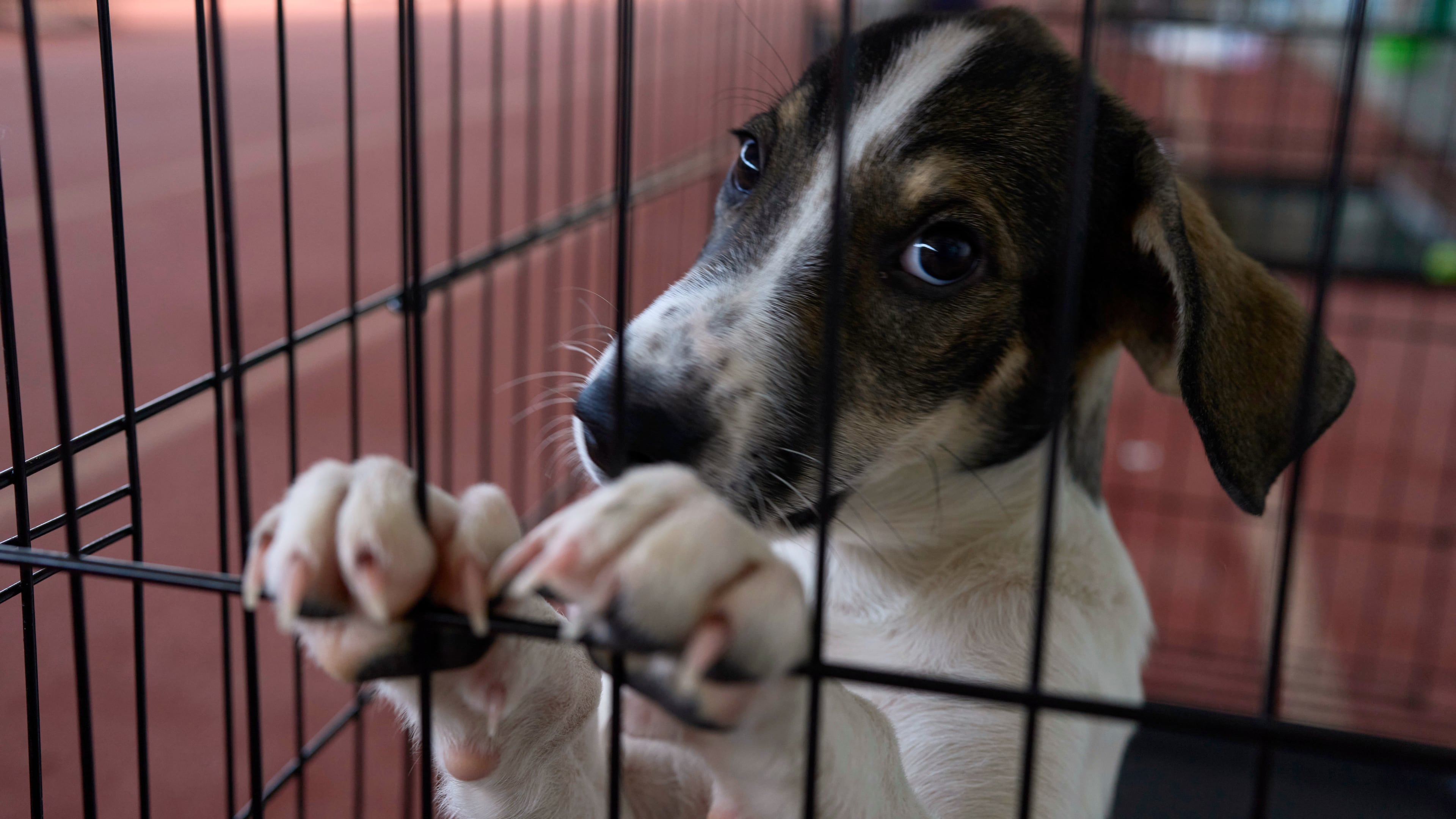 A dogs rescued from recent wildfires looks on at a temporary shelter inside a stadium in Megara, Greece, Wednesday, Aug. 5, 2026. (AP Photo/Petros Giannakouris)